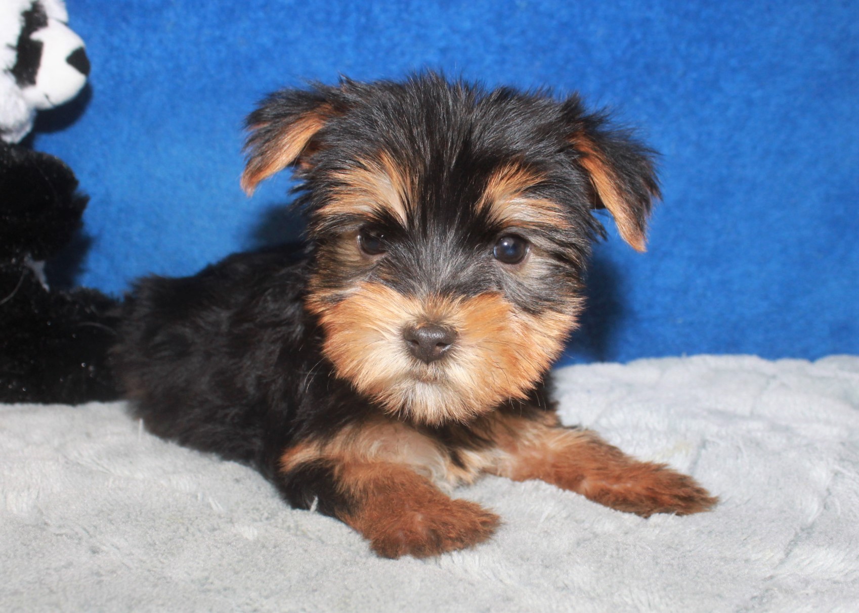 Yorkshire Terrier Puppies For Sale - Long Island Puppies