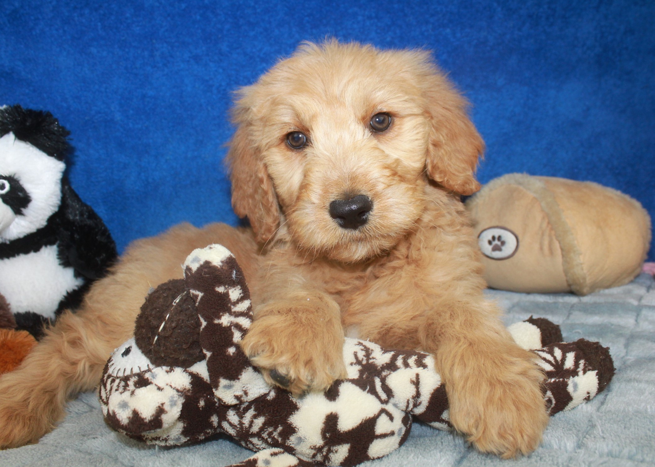 Bronco - Long Island Puppies