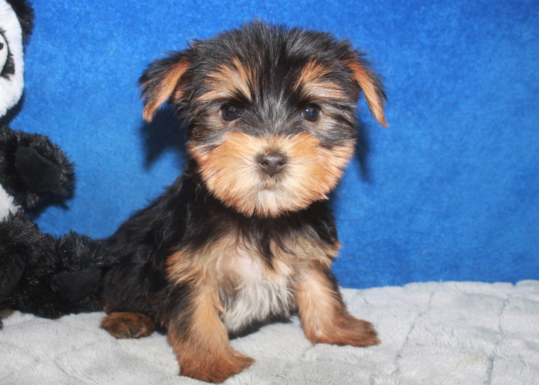 Yorkshire Terrier Puppies For Sale - Long Island Puppies