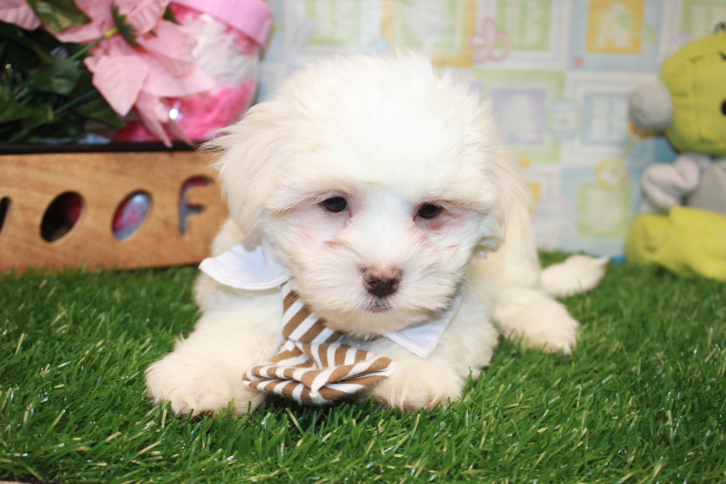 Maltese Puppies For Sale - Long Island Puppies