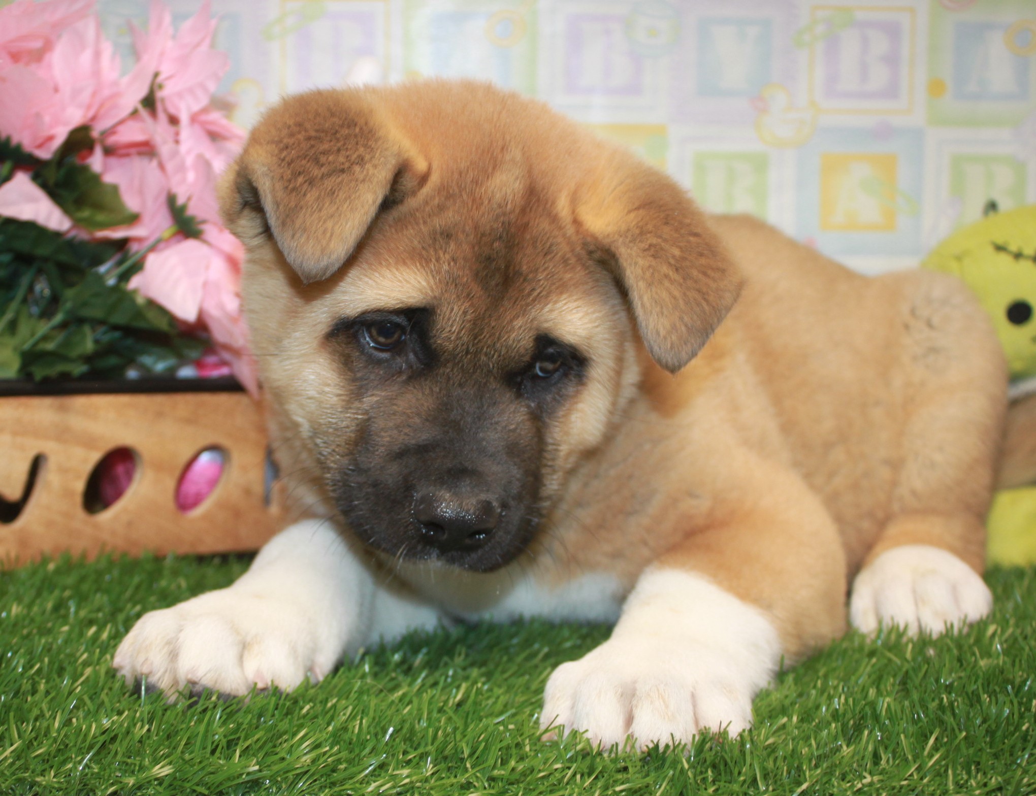 Akita Puppies For Sale - Long Island Puppies