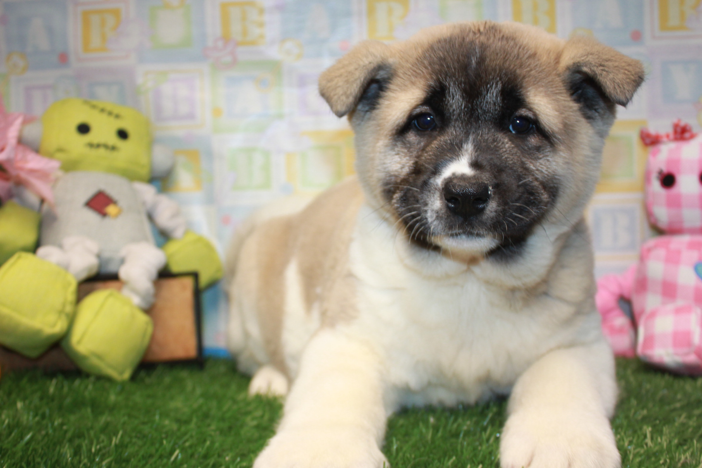 Akita Puppies For Sale - Long Island Puppies