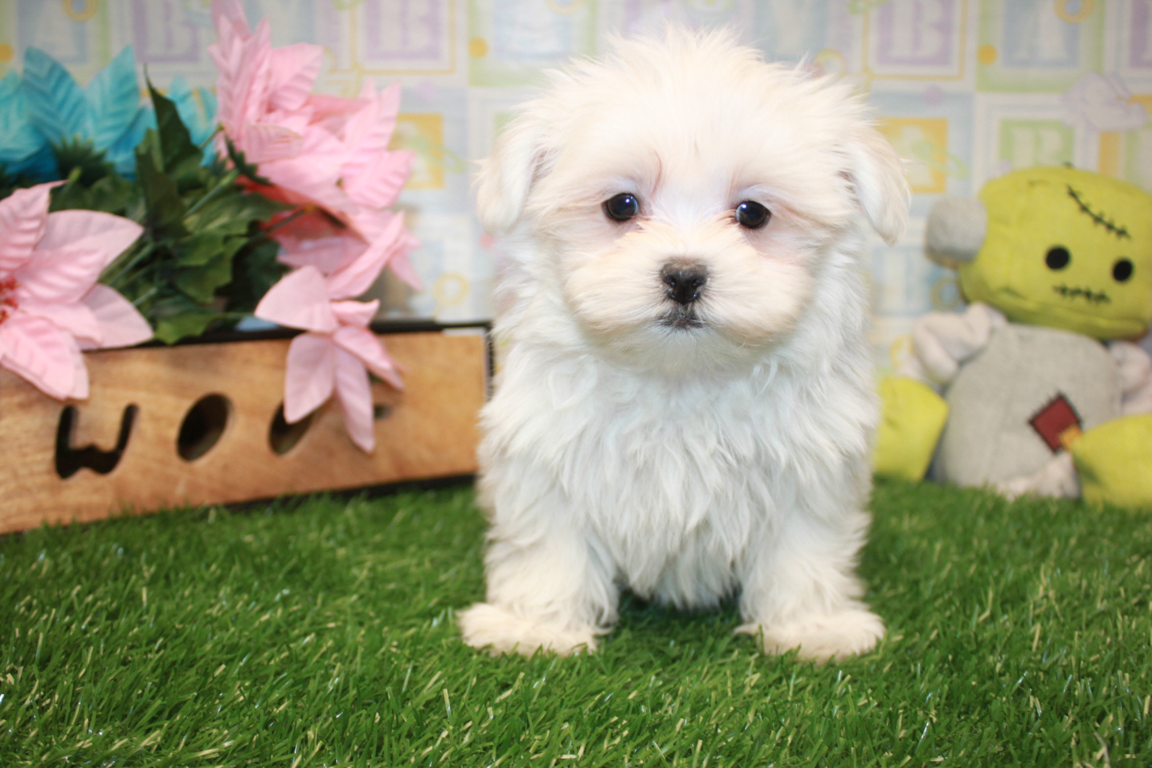 Maltese Puppies For Sale - Long Island Puppies