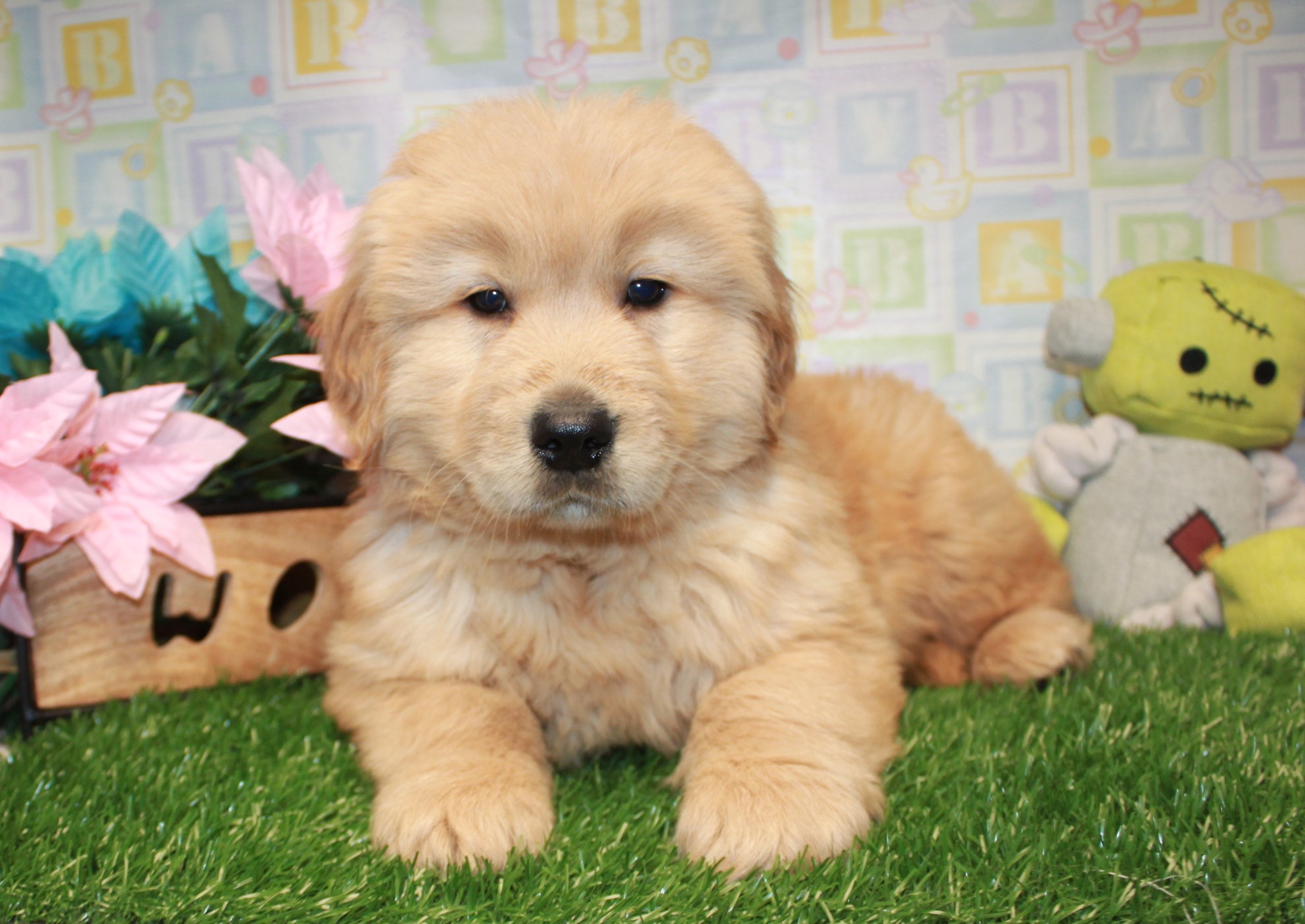 Golden Retriever Puppies For Sale - Long Island Puppies