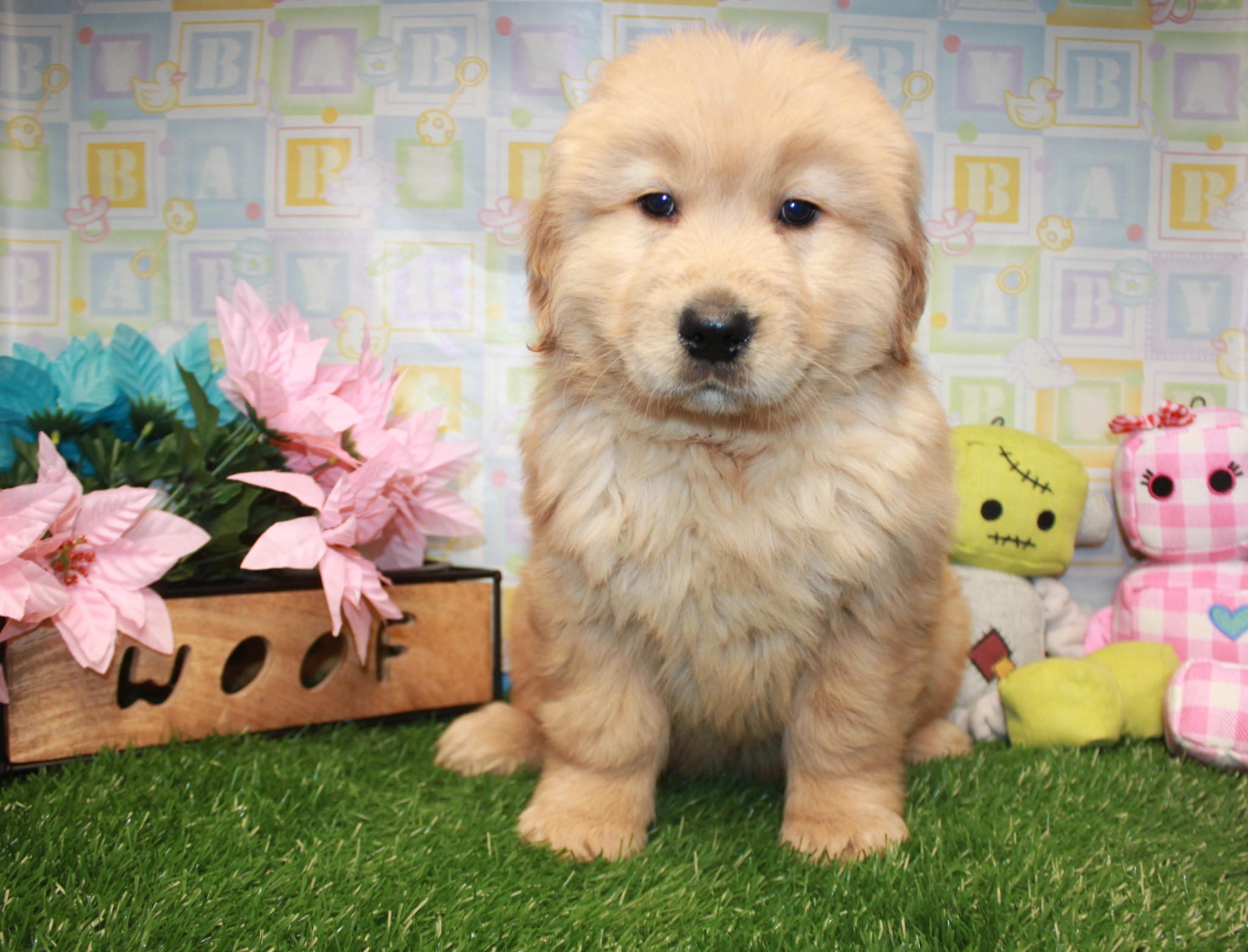 Golden Retriever Puppies For Sale - Long Island Puppies