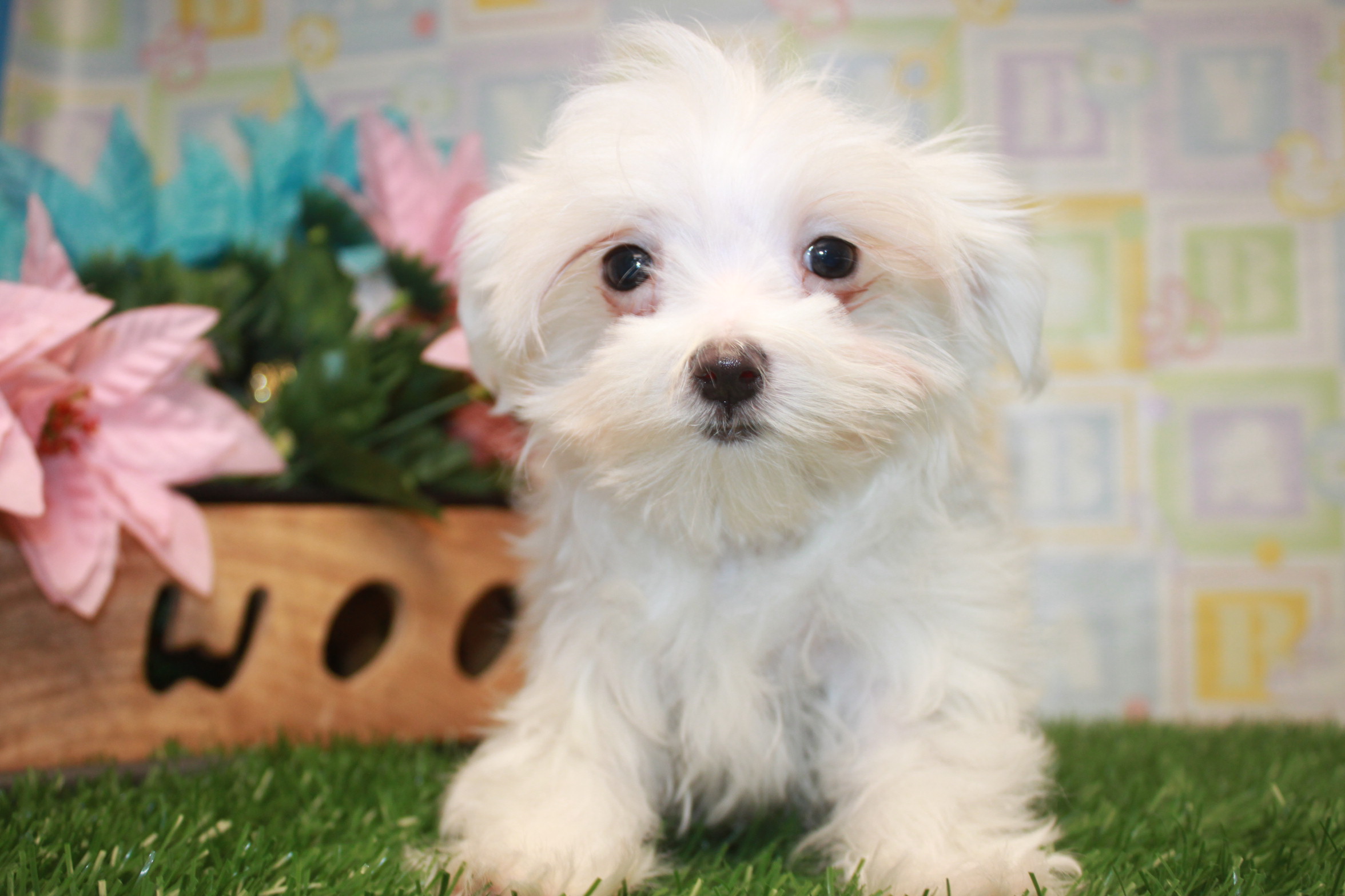 Maltese Puppies For Sale - Long Island Puppies