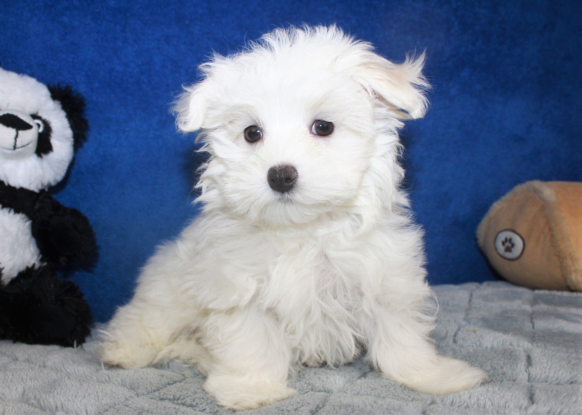 Maltese Puppies For Sale - Long Island Puppies