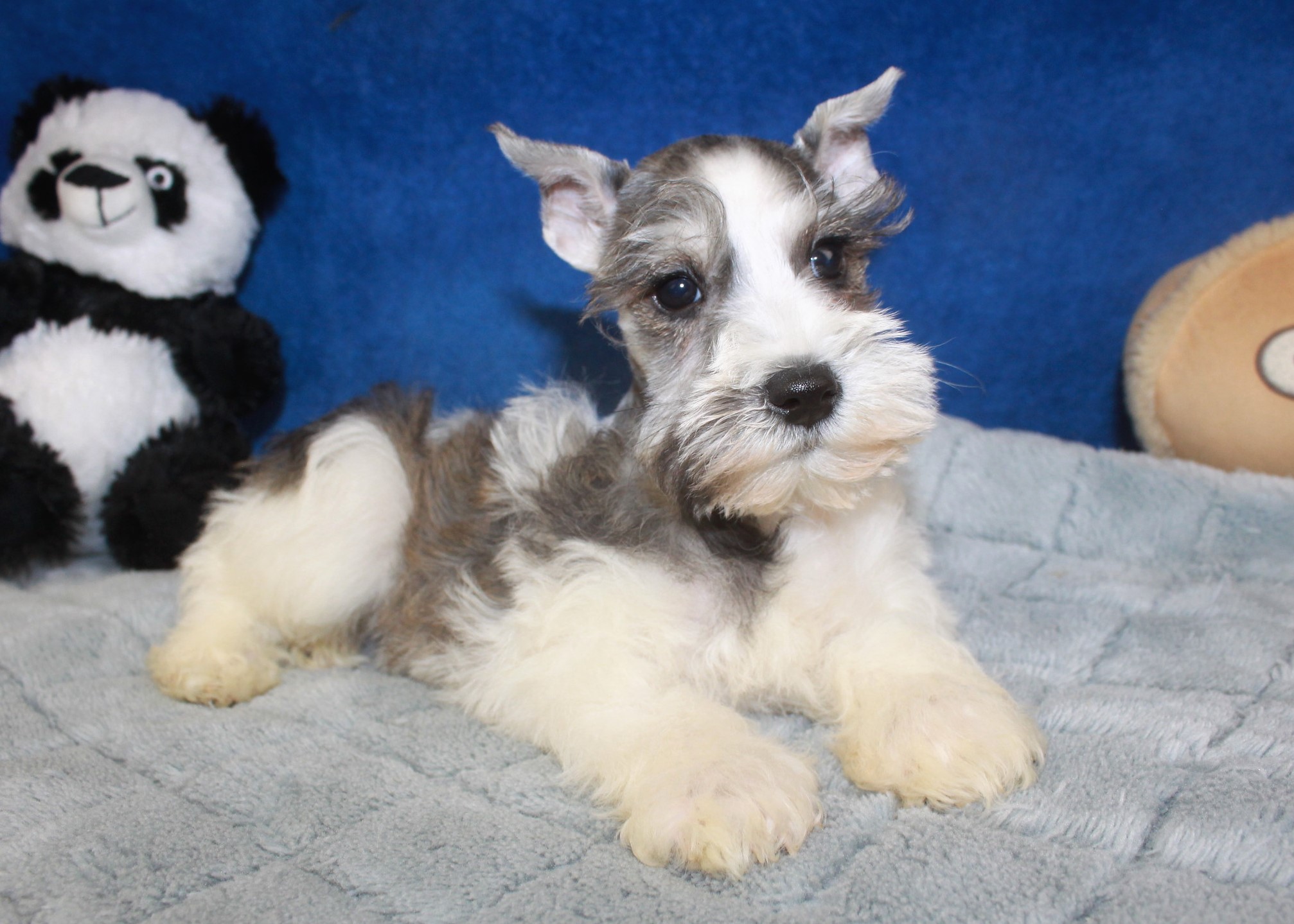 Miniature Schnauzer Puppies For Sale - Long Island Puppies