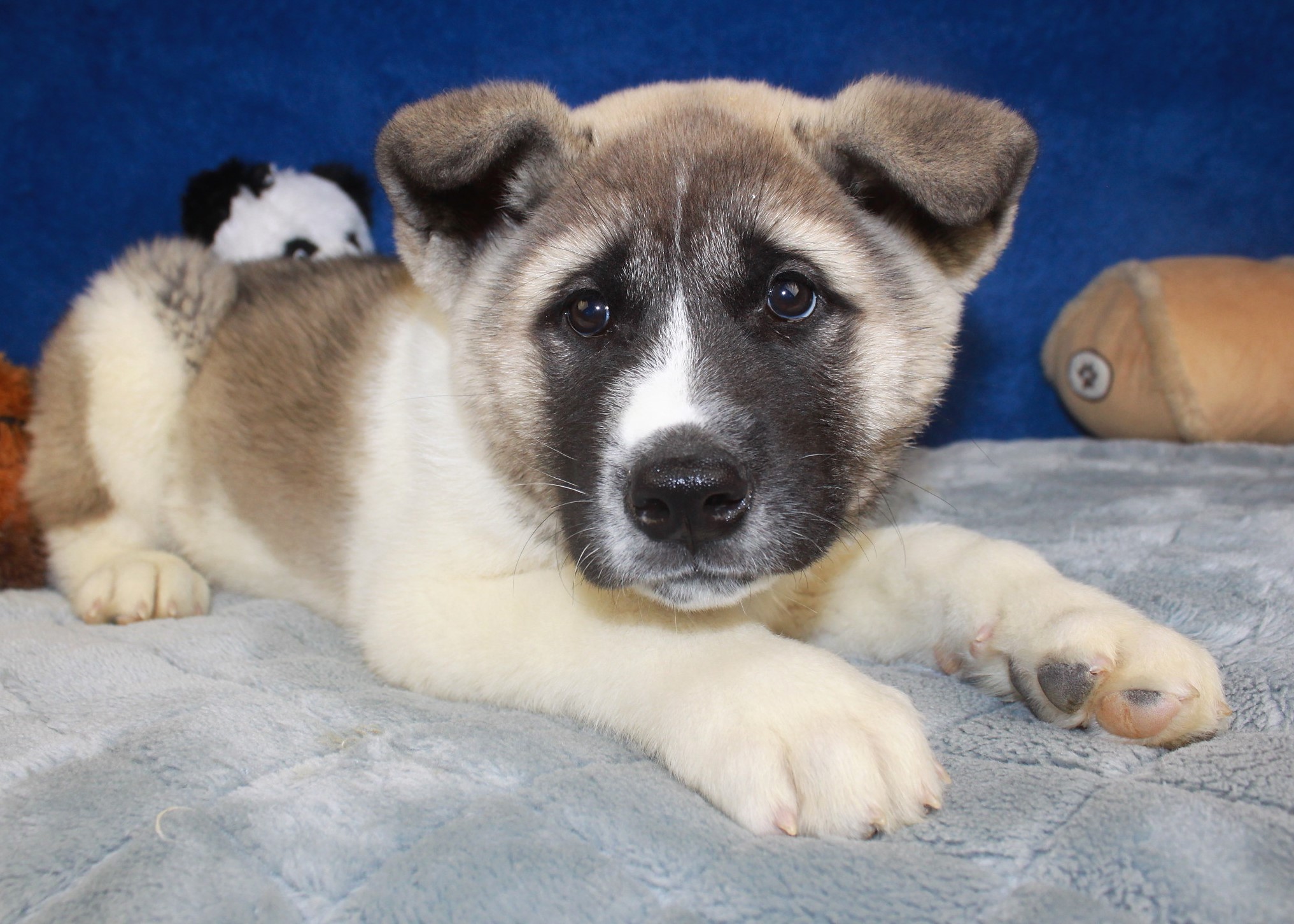 Akita Puppies For Sale - Long Island Puppies