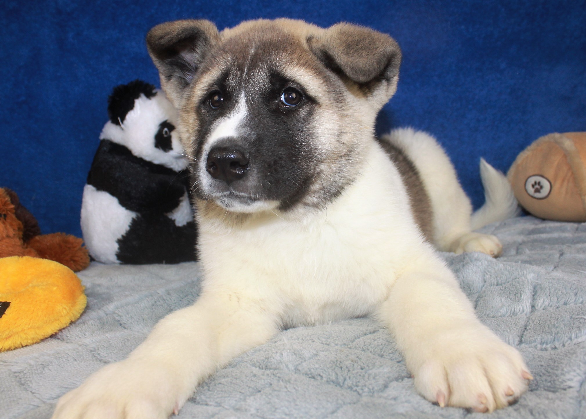 Akita Puppies For Sale - Long Island Puppies