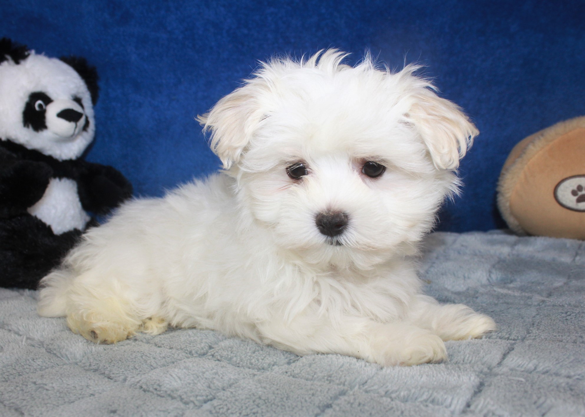 Maltese Puppies For Sale - Long Island Puppies