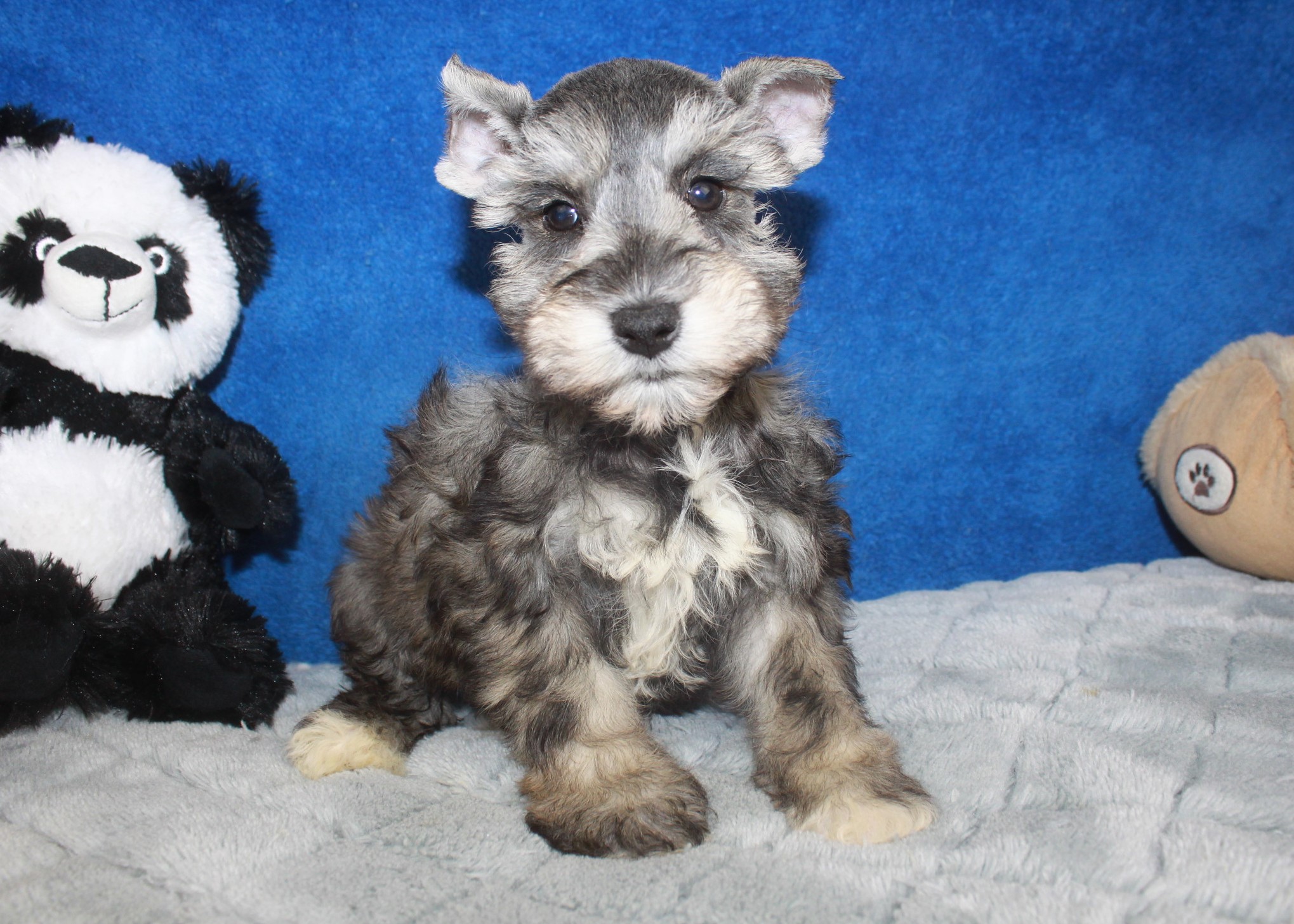 Miniature Schnauzer Puppies For Sale - Long Island Puppies