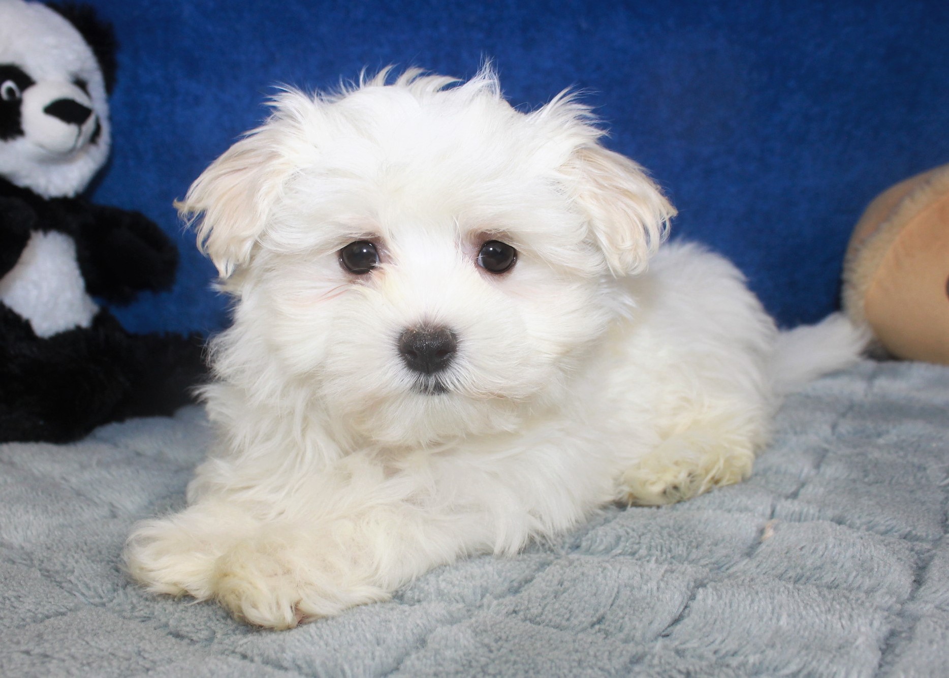 Maltese Puppies For Sale - Long Island Puppies