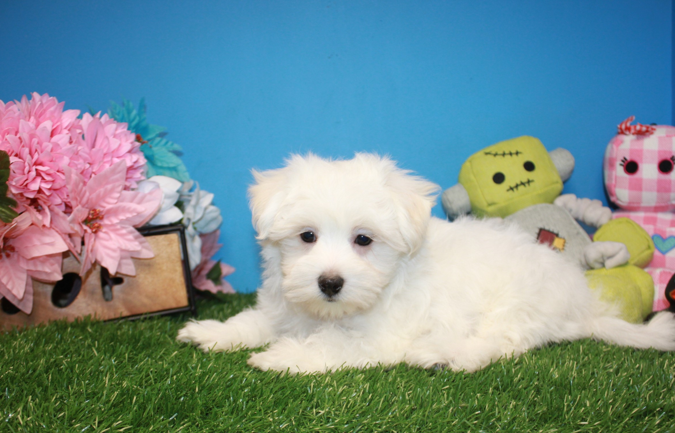 Maltese Puppies For Sale - Long Island Puppies