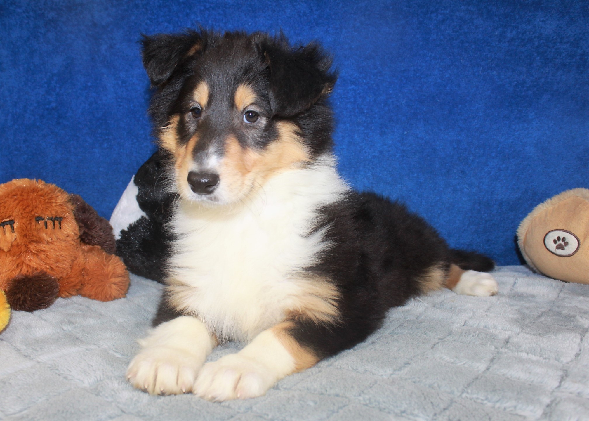 Collie Puppies For Sale - Long Island Puppies