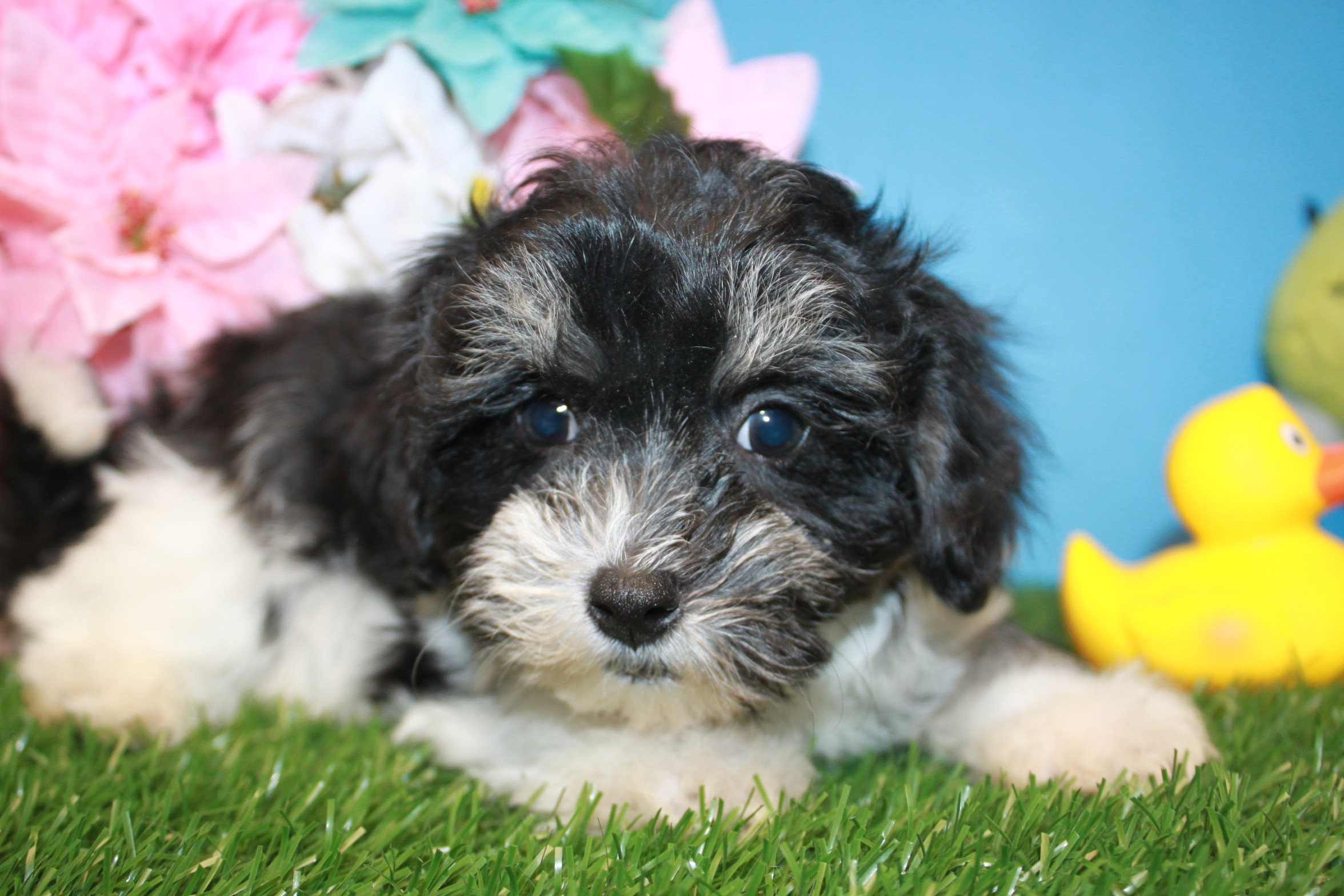 Malti Poo Puppies For Sale - Long Island Puppies