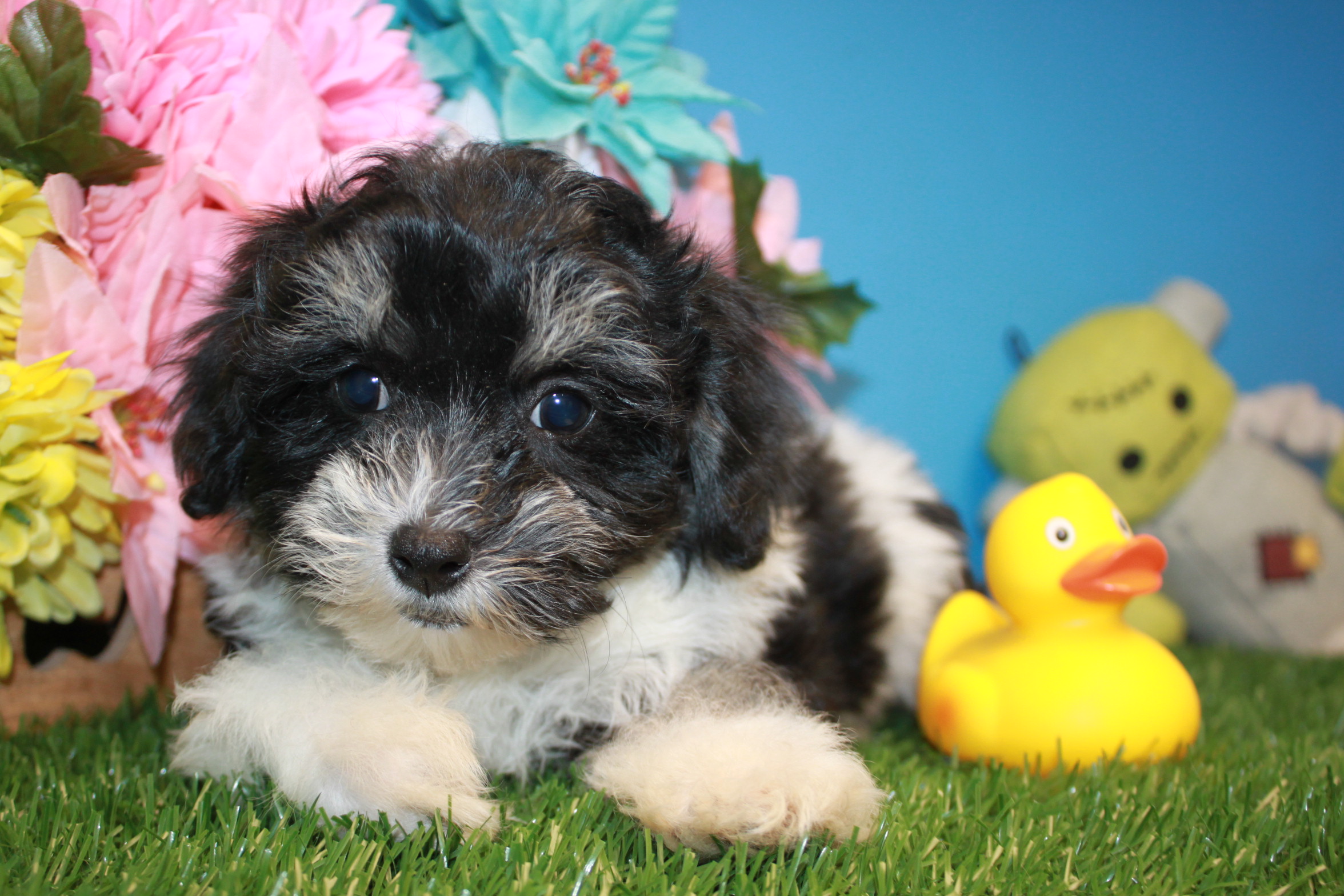 Malti Poo Puppies For Sale - Long Island Puppies