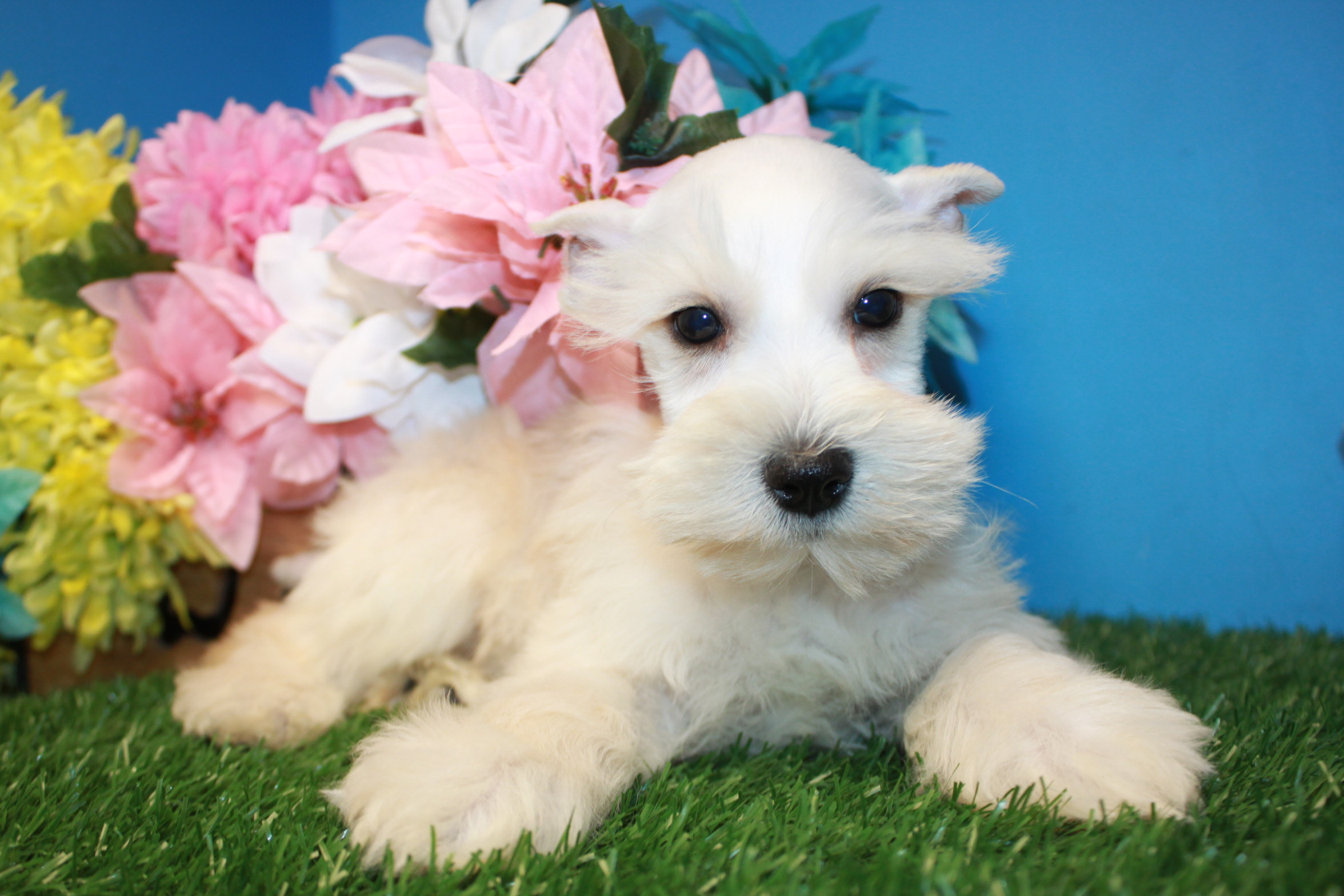 Miniature Schnauzer Puppies For Sale - Long Island Puppies