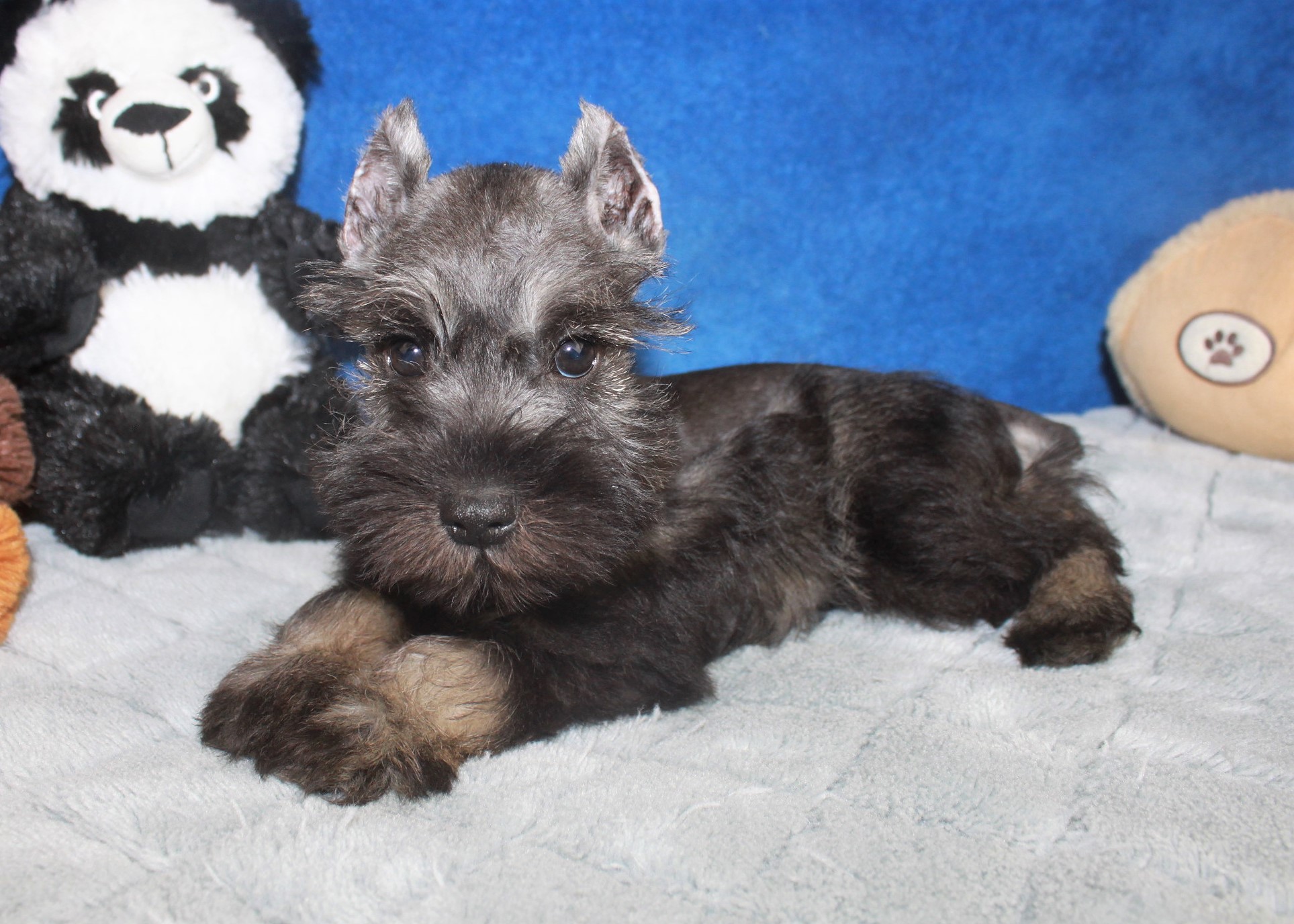 Miniature Schnauzer Puppies For Sale - Long Island Puppies