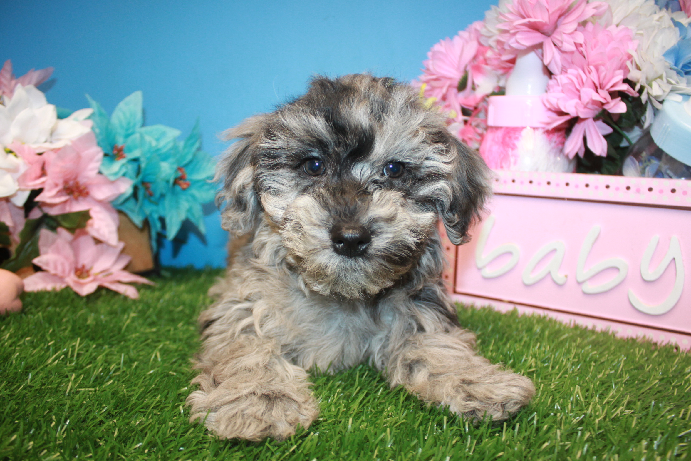 Mini Woodle Puppies For Sale - Long Island Puppies