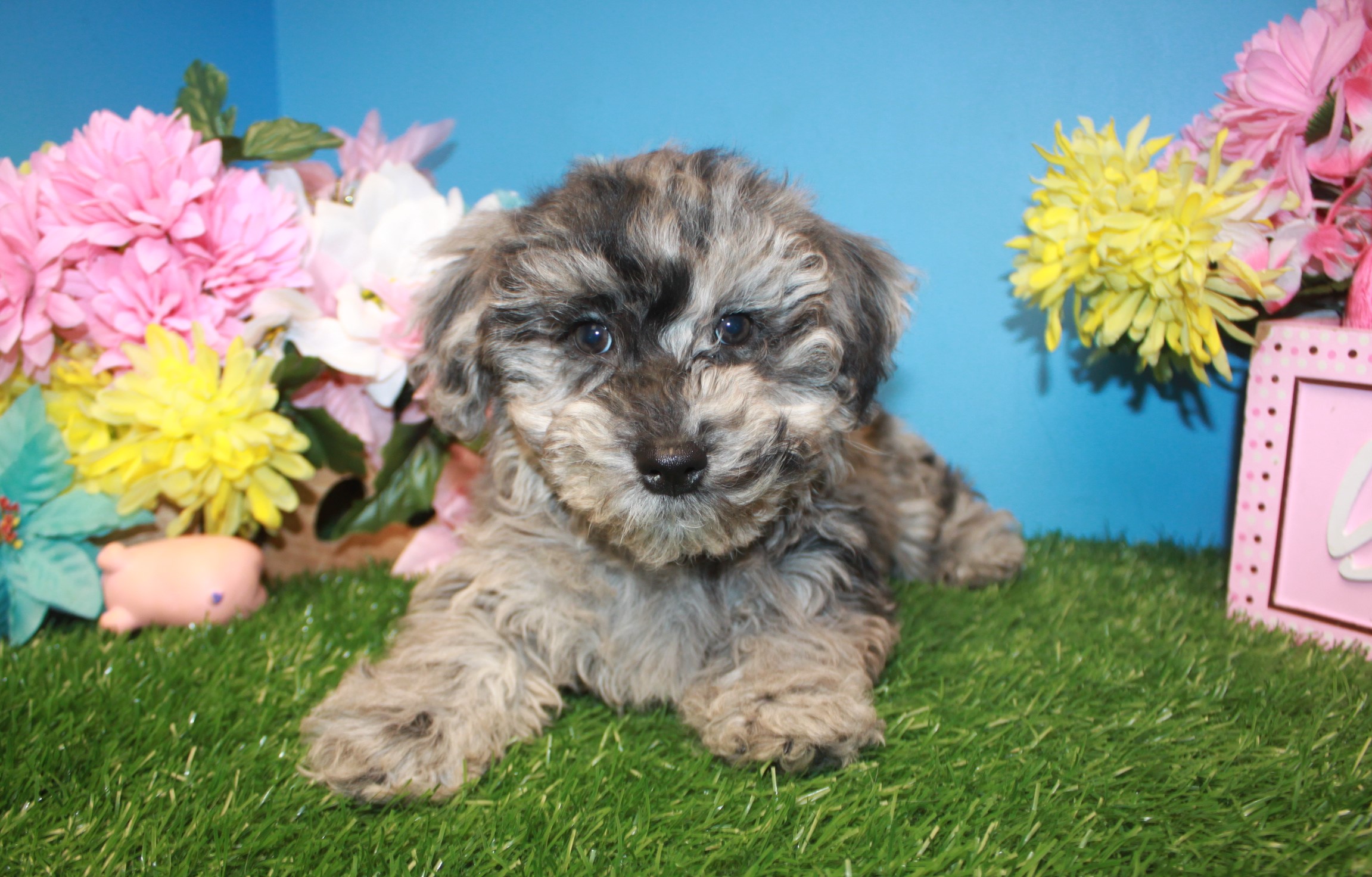 Mini Woodle Puppies For Sale - Long Island Puppies