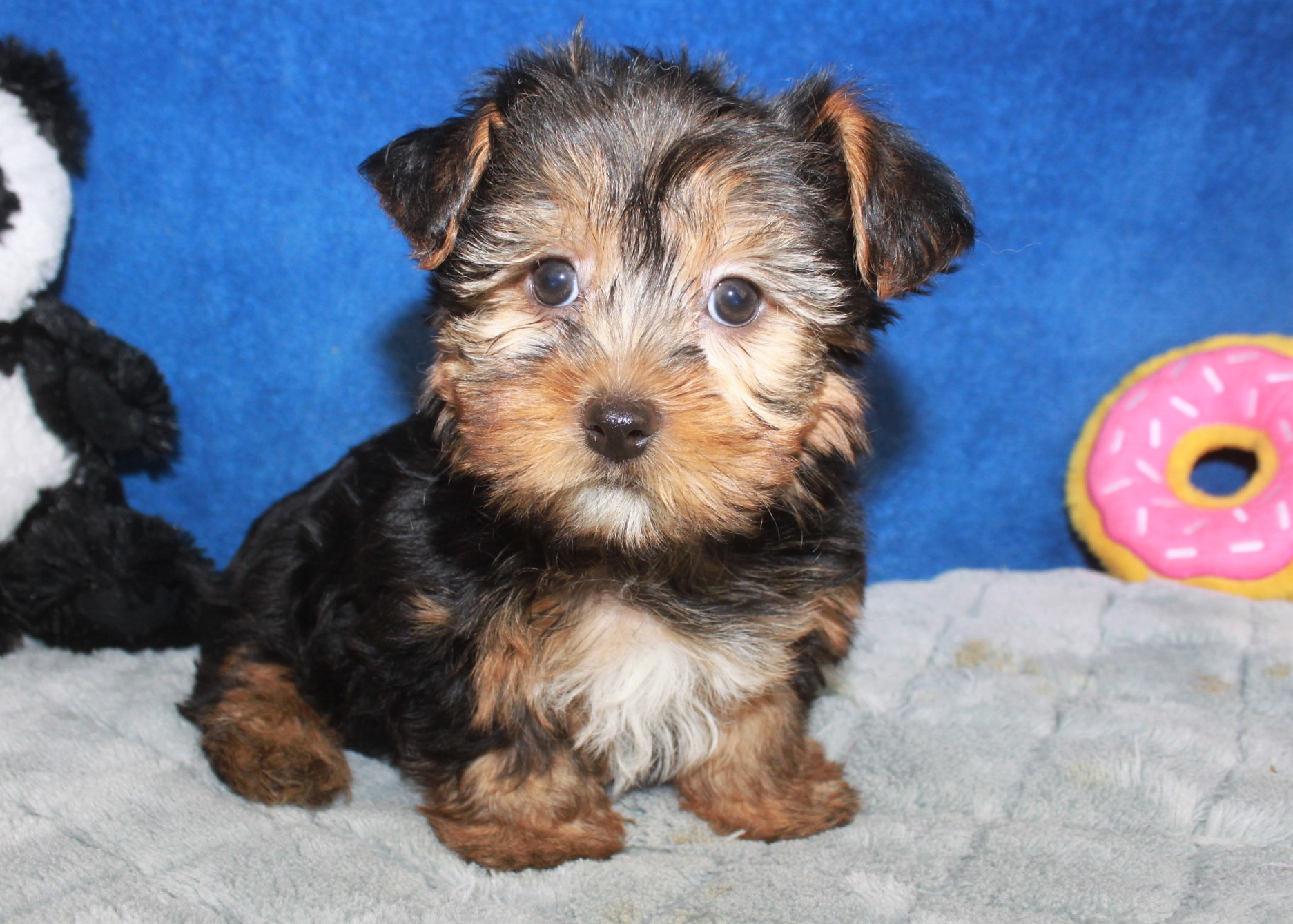 Morkie Puppies For Sale - Long Island Puppies