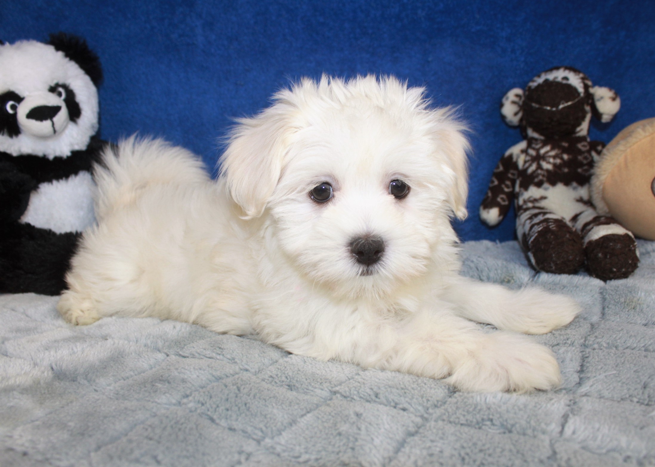 Havanese Puppies For Sale - Long Island Puppies