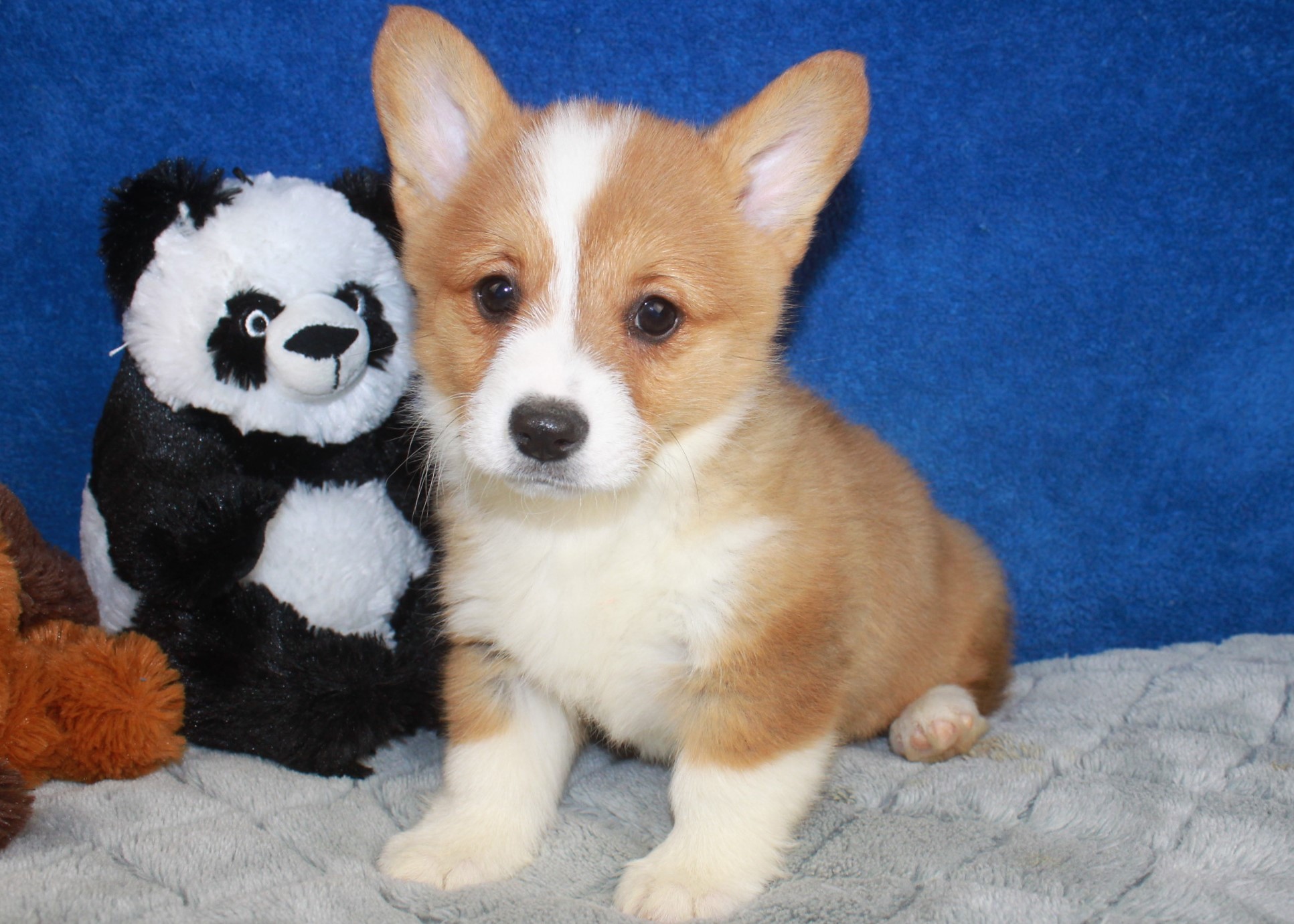 Pembroke Welsh Corgi Puppies For Sale - Long Island Puppies