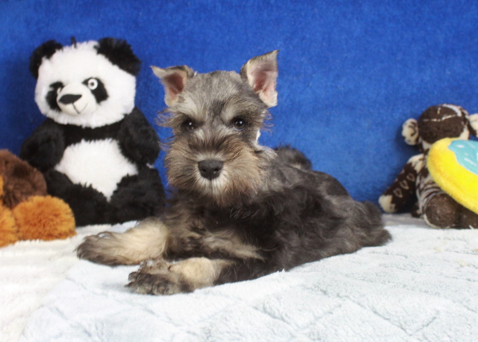 Miniature Schnauzer Puppies For Sale - Long Island Puppies