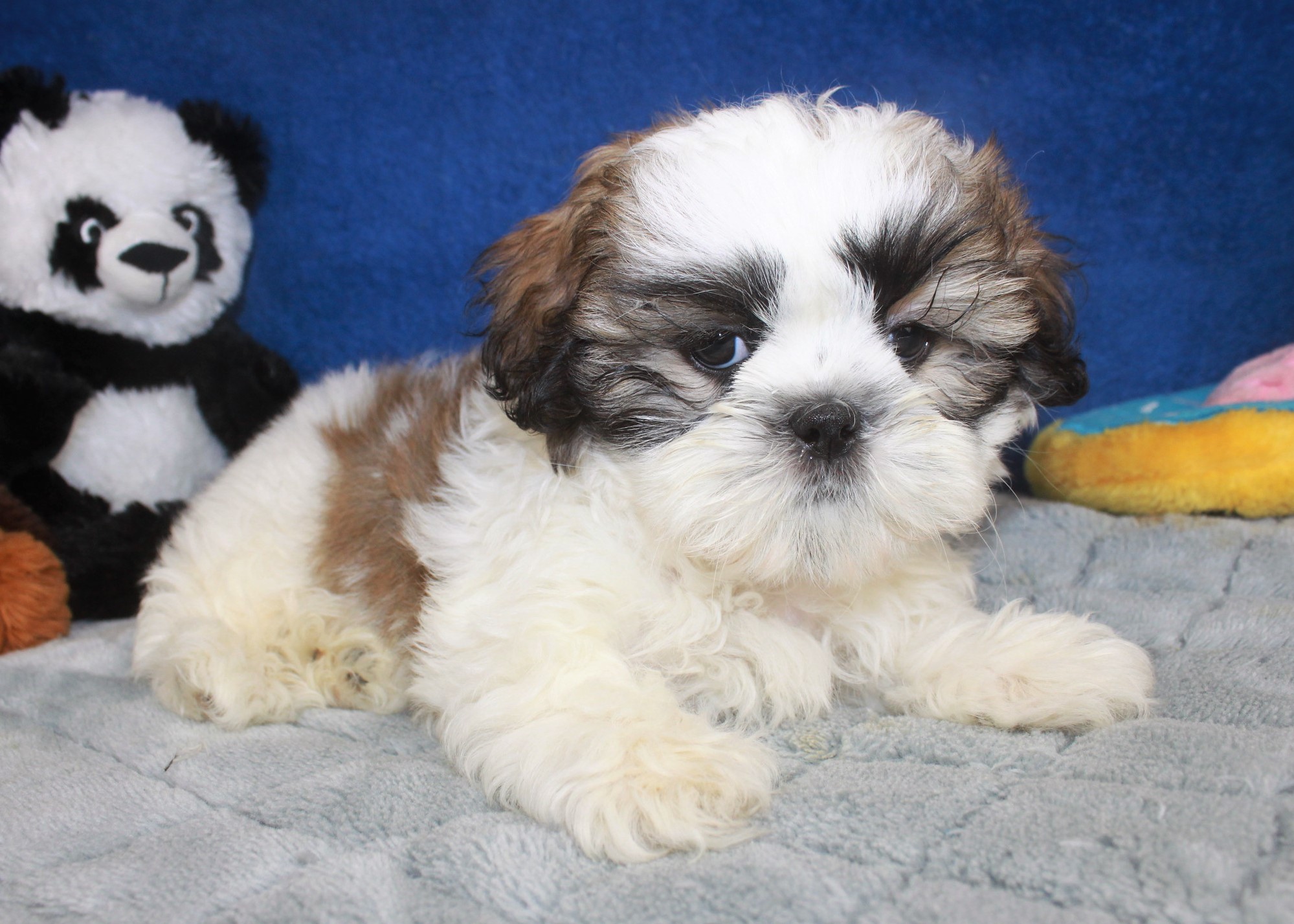 Shih-Tzu Puppies For Sale - Long Island Puppies