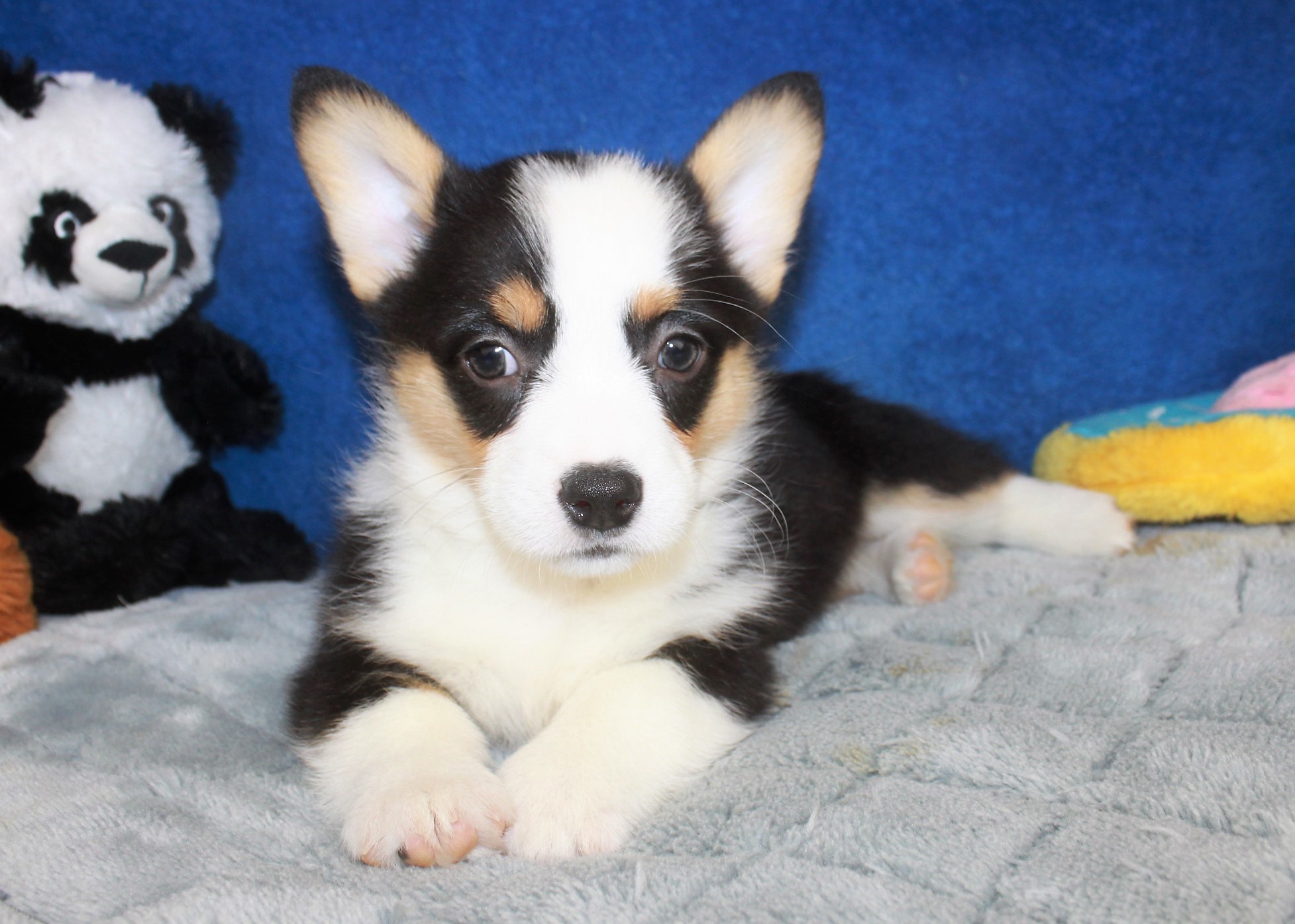 Pembroke Welsh Corgi Puppies For Sale - Long Island Puppies