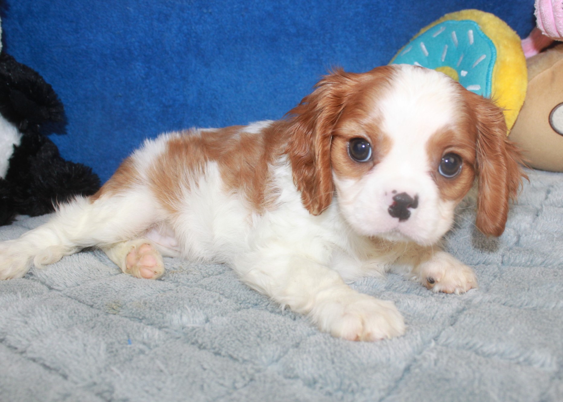 Cavalier King Charles Spaniel Puppies For Sale - Long Island Puppies