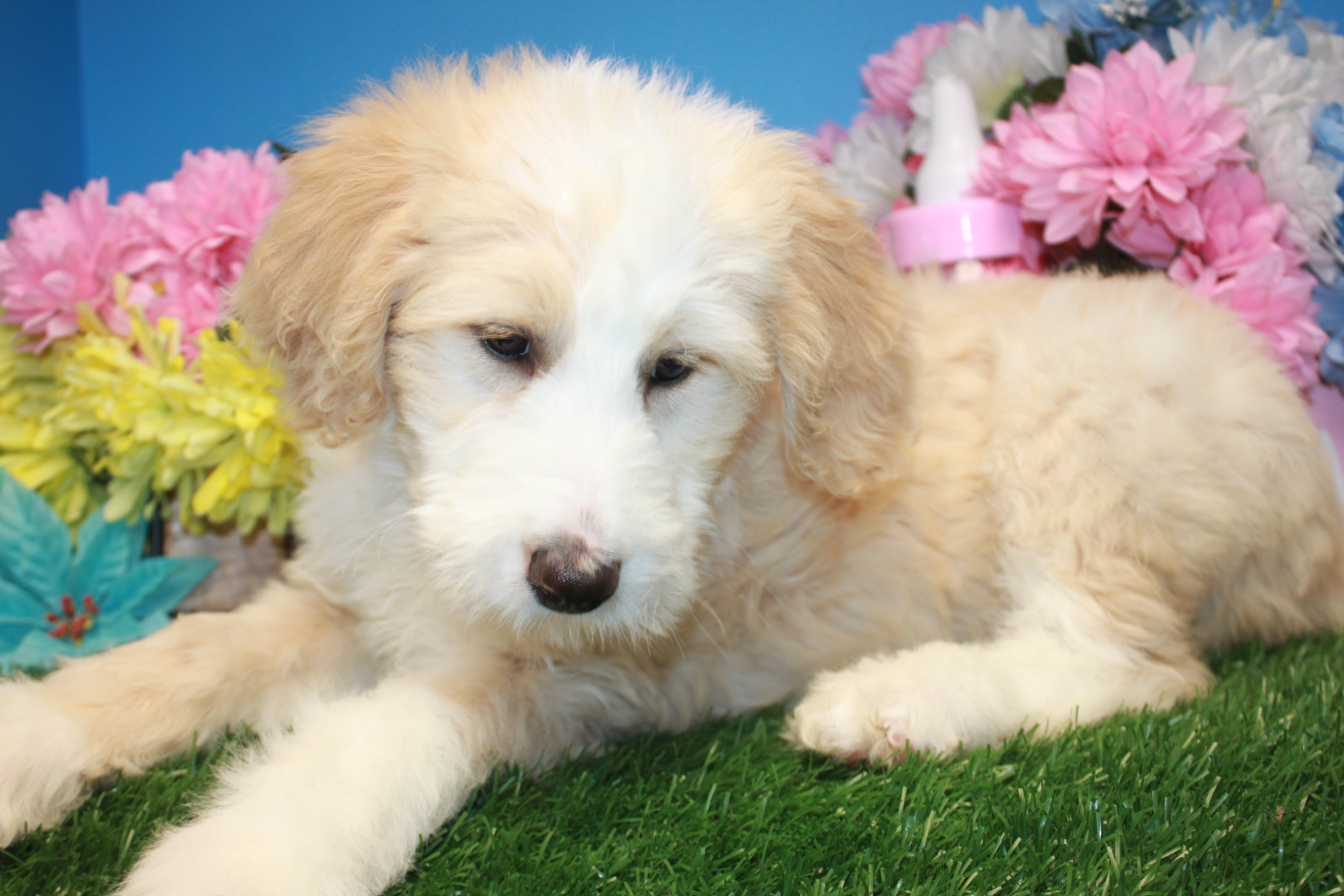 Bernedoodle Puppies For Sale - Long Island Puppies