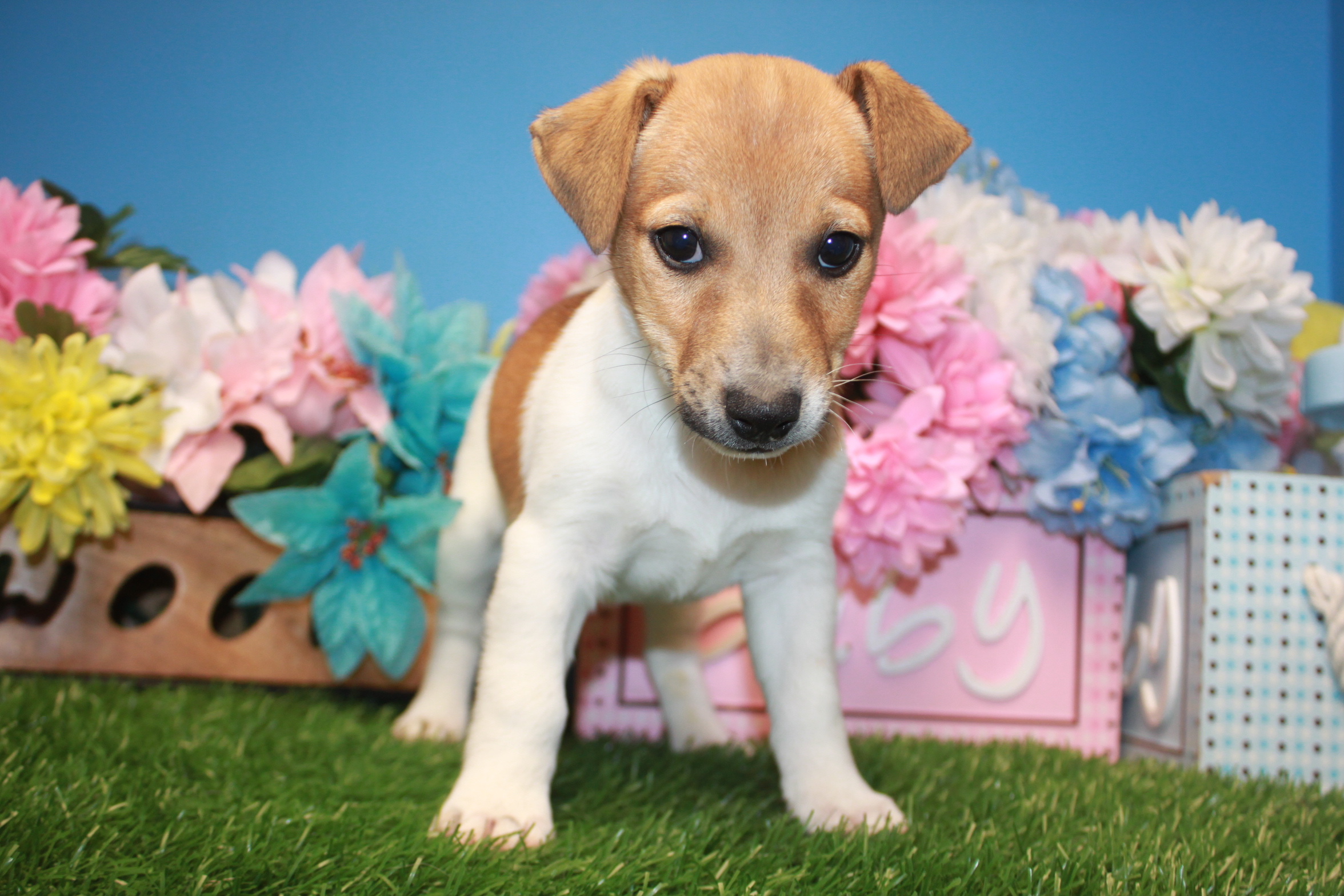 Jack Russell Terrier Puppies For Sale - Long Island Puppies