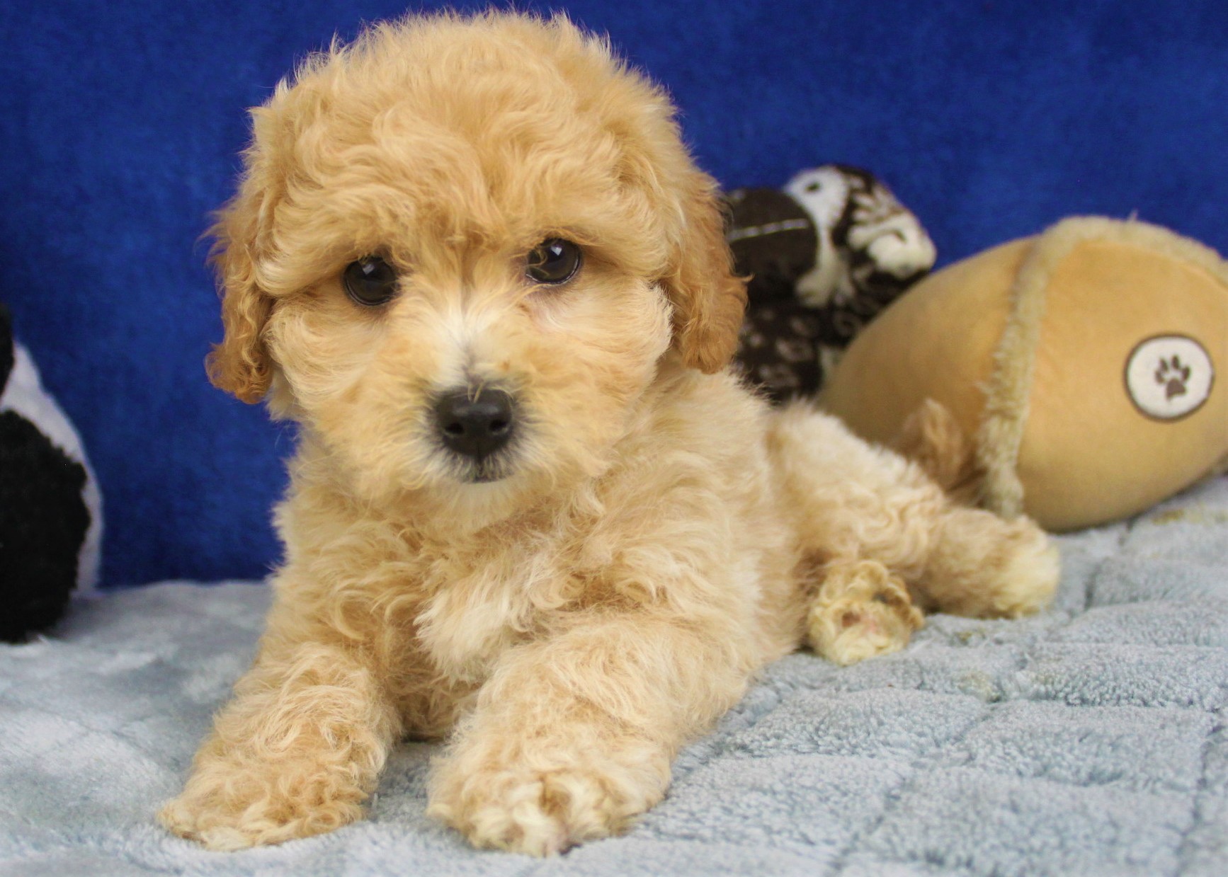 Malti Poo Puppies For Sale - Long Island Puppies