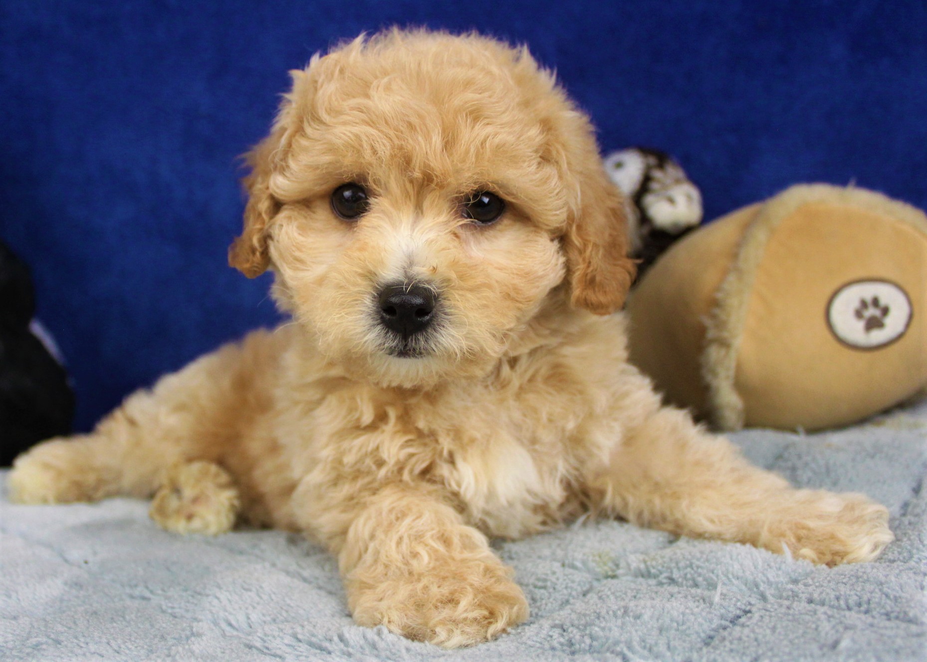 Malti Poo Puppies For Sale - Long Island Puppies