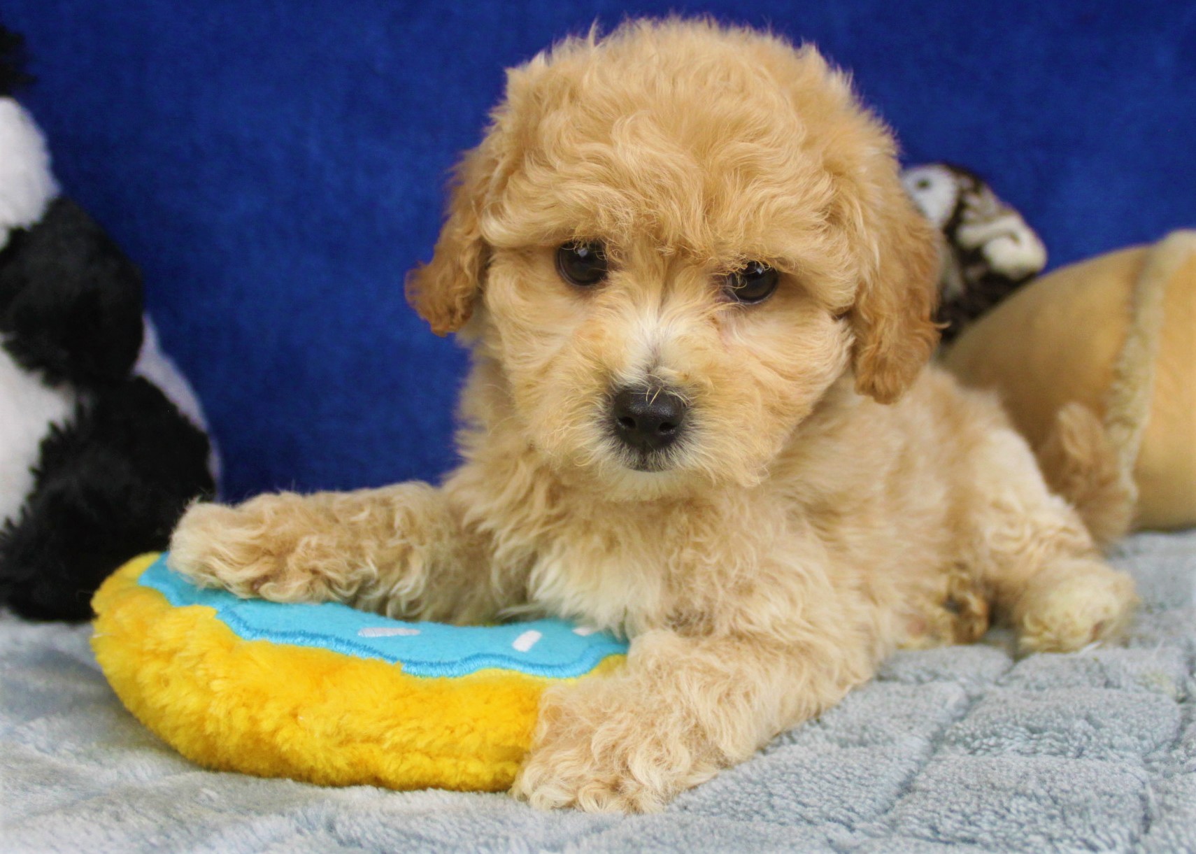 Malti Poo Puppies For Sale - Long Island Puppies