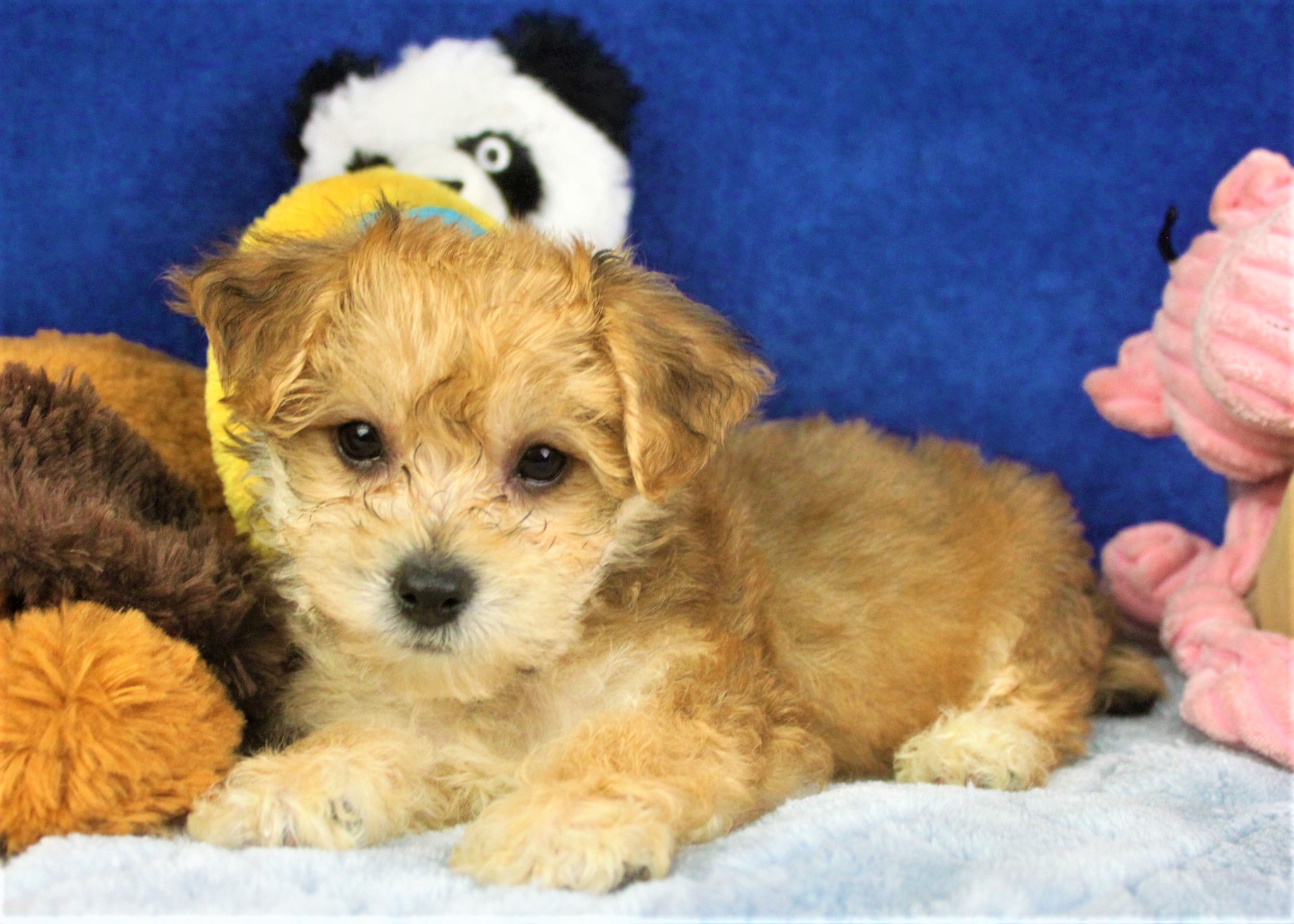 Yorkie-Poo Puppies For Sale - Long Island Puppies