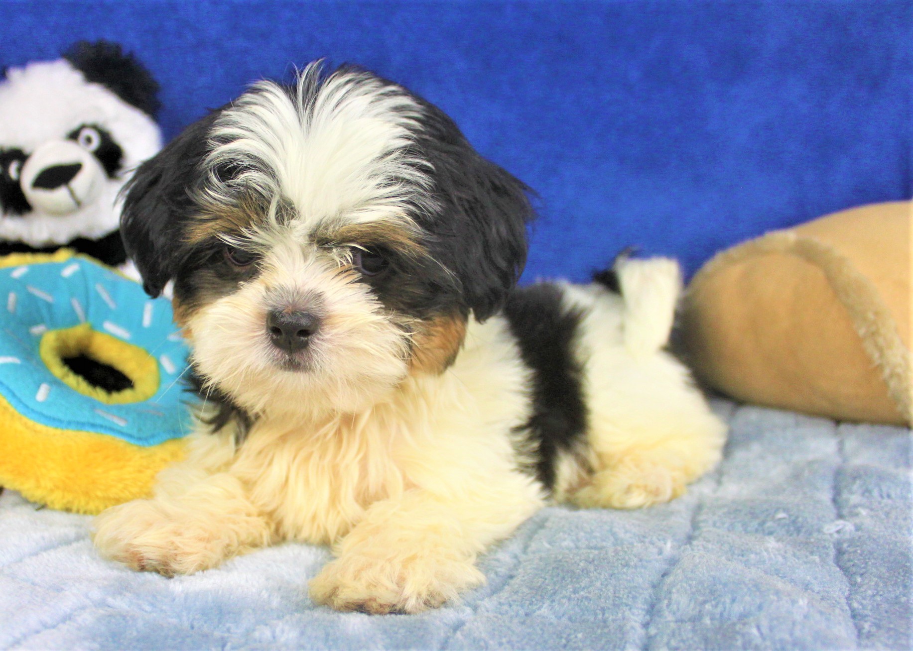 Cava-Tzu Puppies For Sale - Long Island Puppies