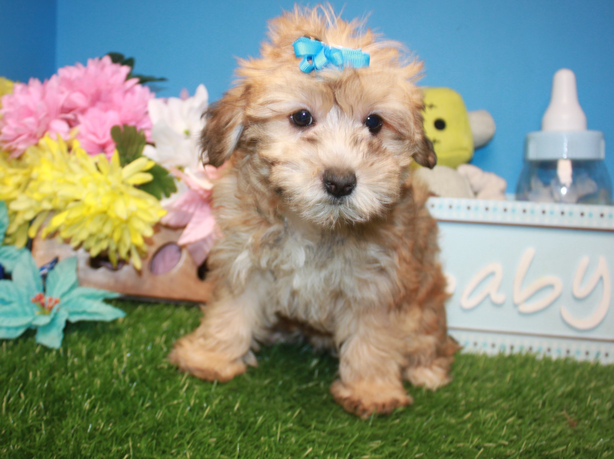 Yorkie-Poo Puppies For Sale - Long Island Puppies