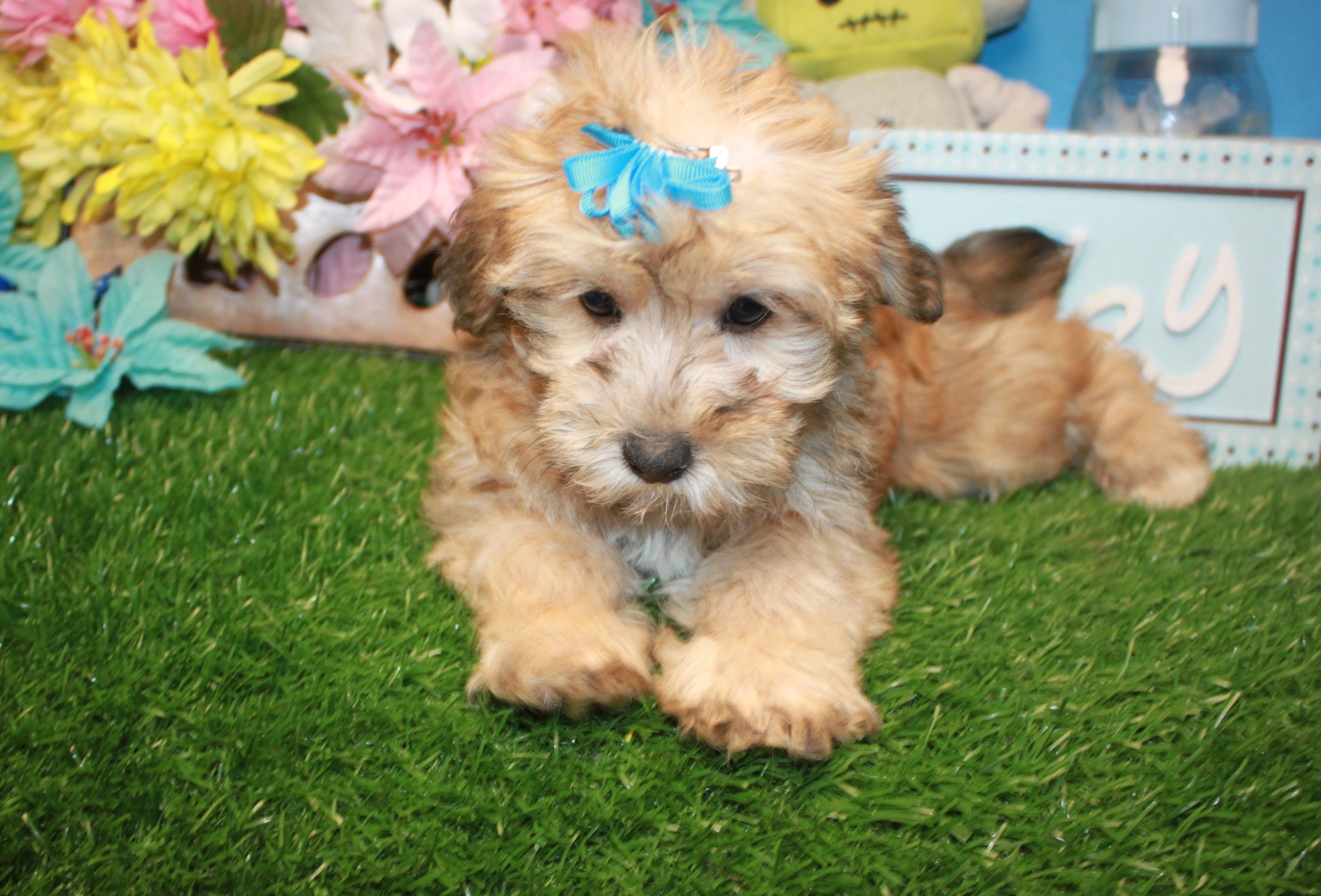 Yorkie-Poo Puppies For Sale - Long Island Puppies