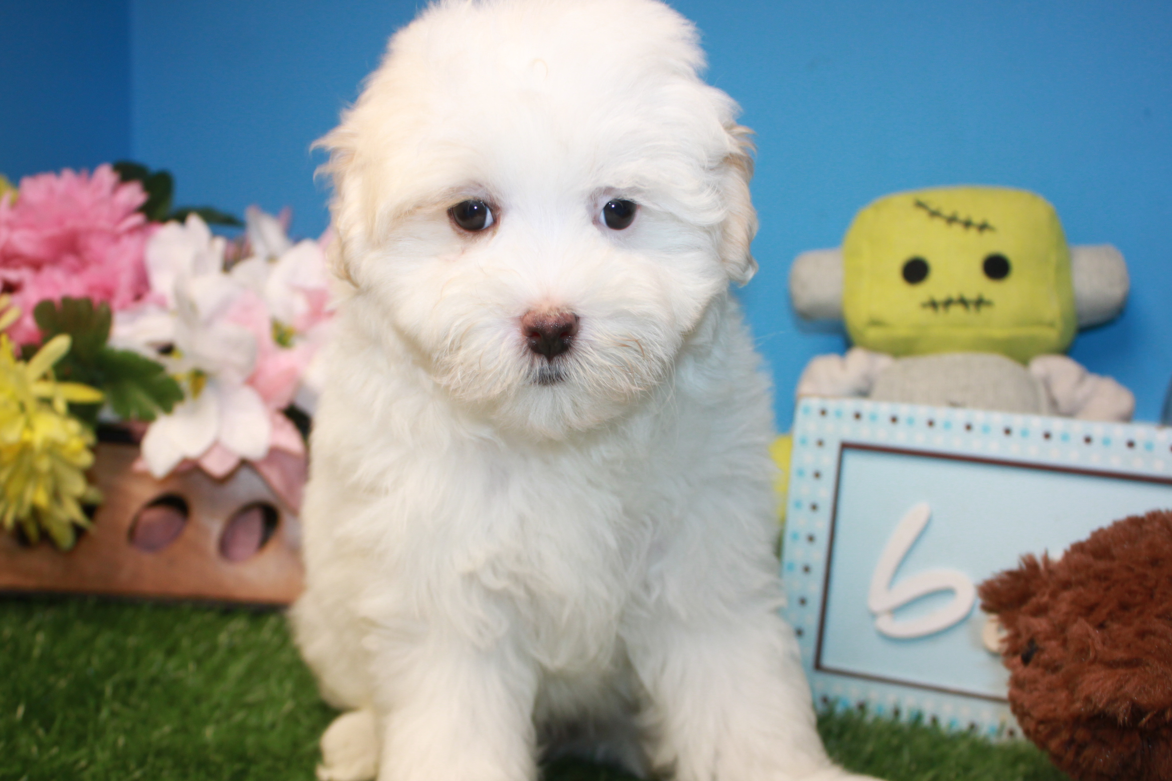 Malti Poo Puppies For Sale - Long Island Puppies