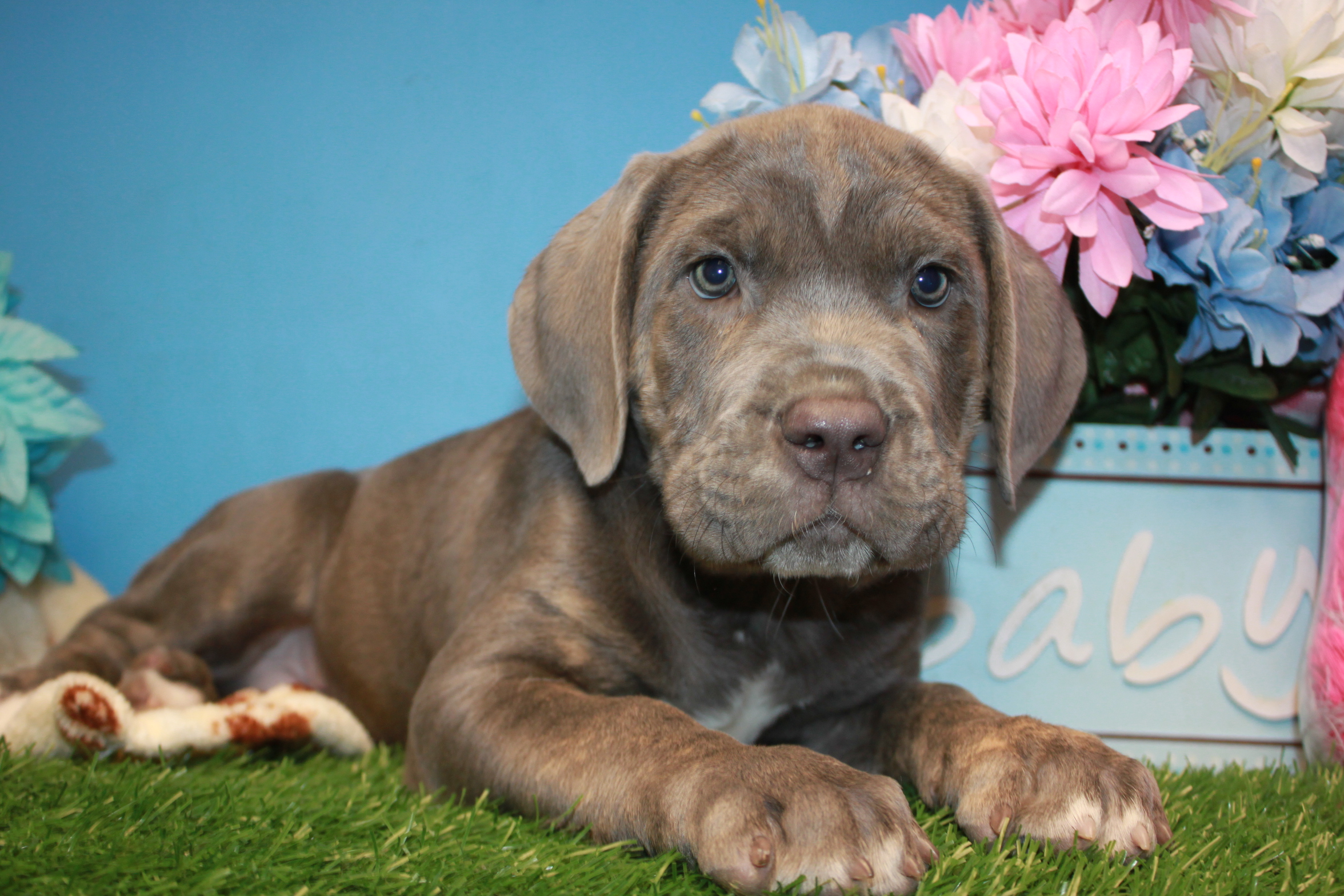 Lynbrook Available Puppies Long Island Puppies