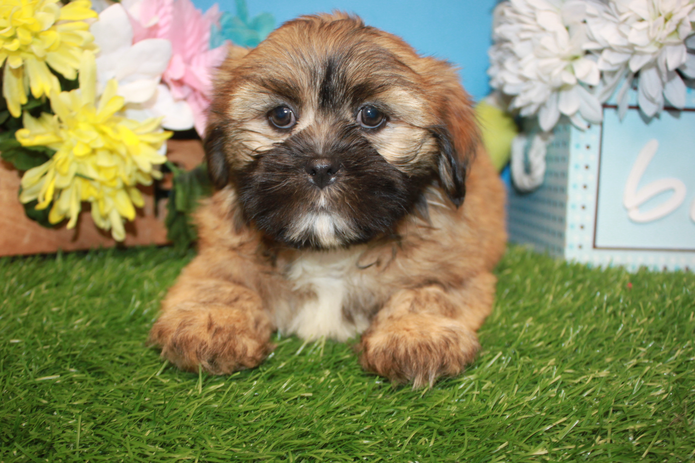 Lhasa Apso Puppies For Sale Long Island Puppies   IMG 3505 