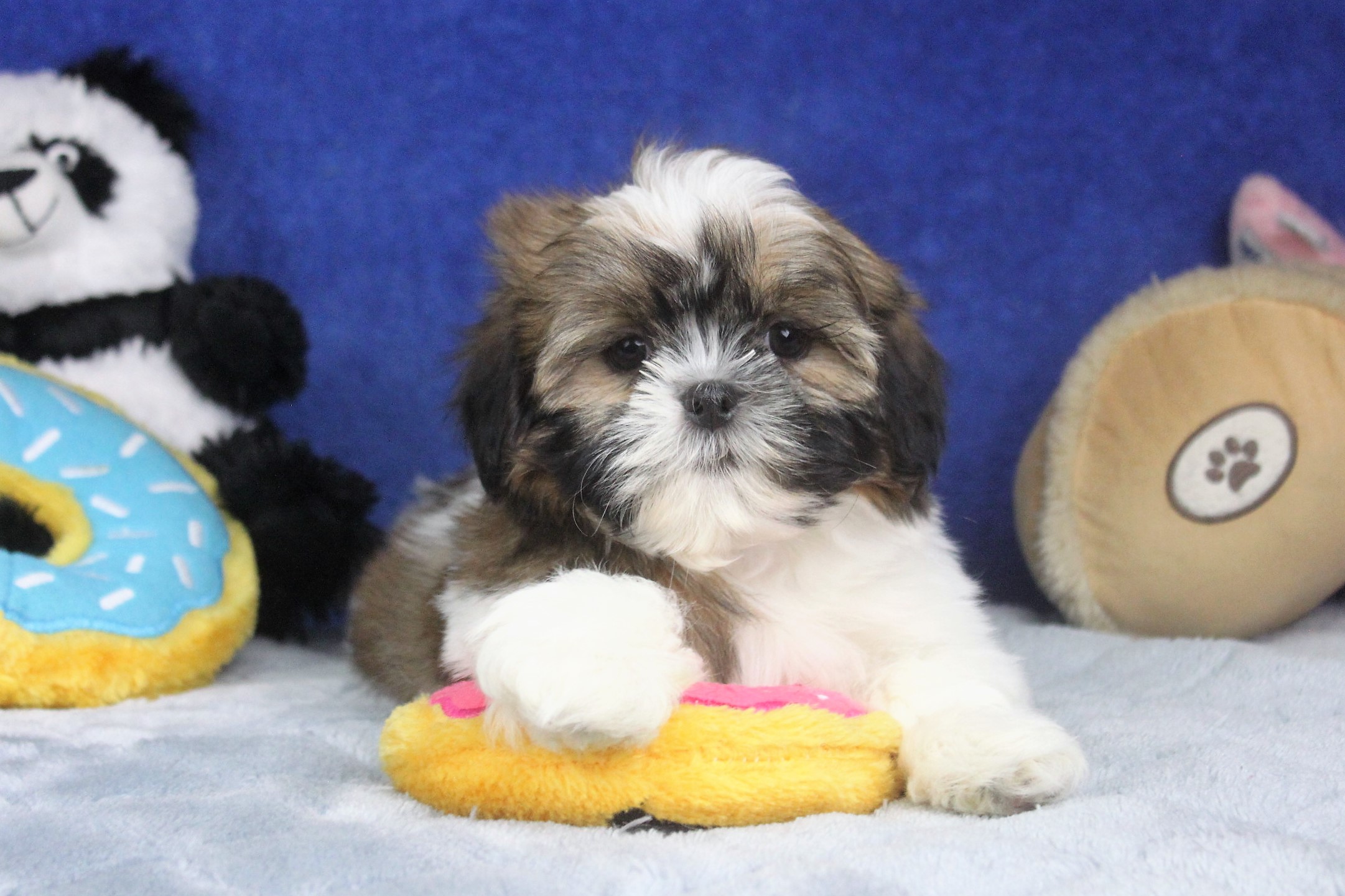 Shih-Tzu Puppies For Sale - Long Island Puppies