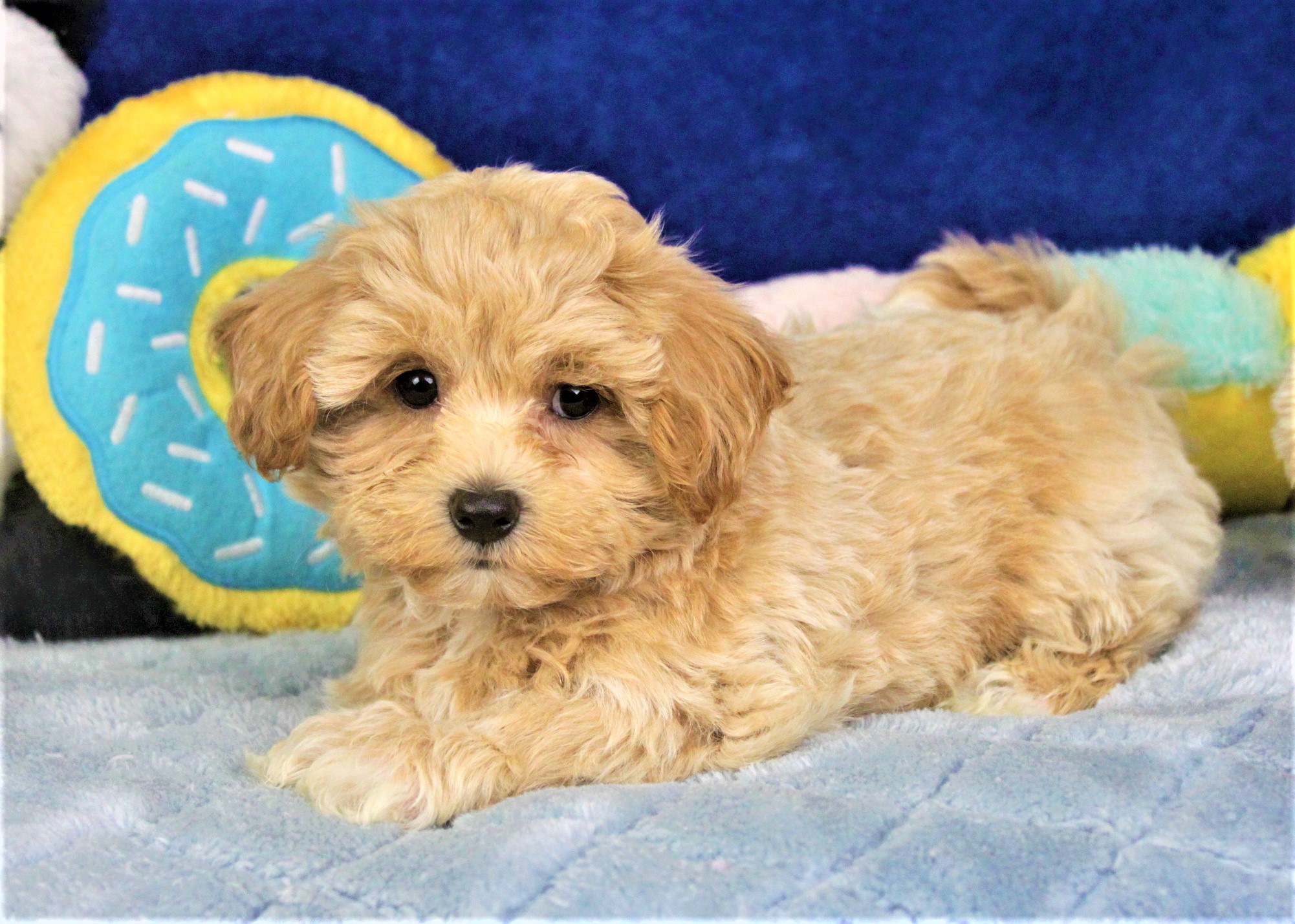 Malti Poo Puppies For Sale - Long Island Puppies