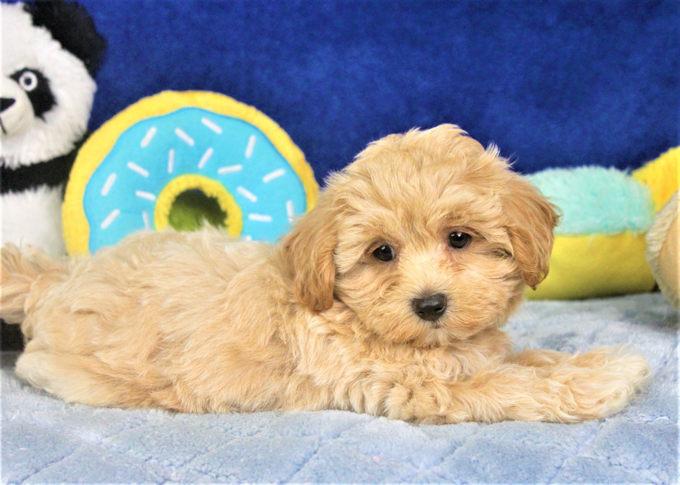 Malti Poo Puppies For Sale - Long Island Puppies