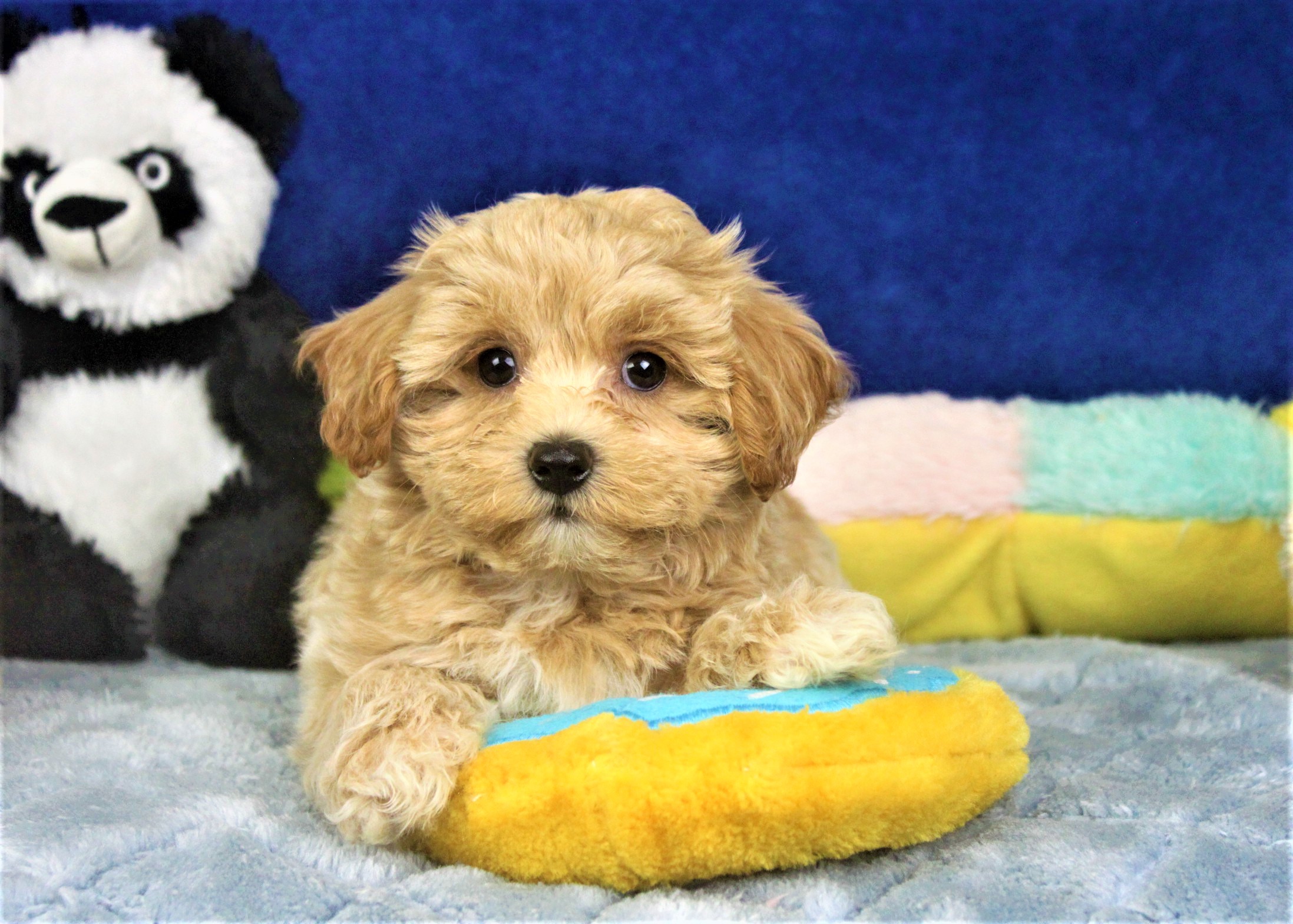 Malti Poo Puppies For Sale - Long Island Puppies