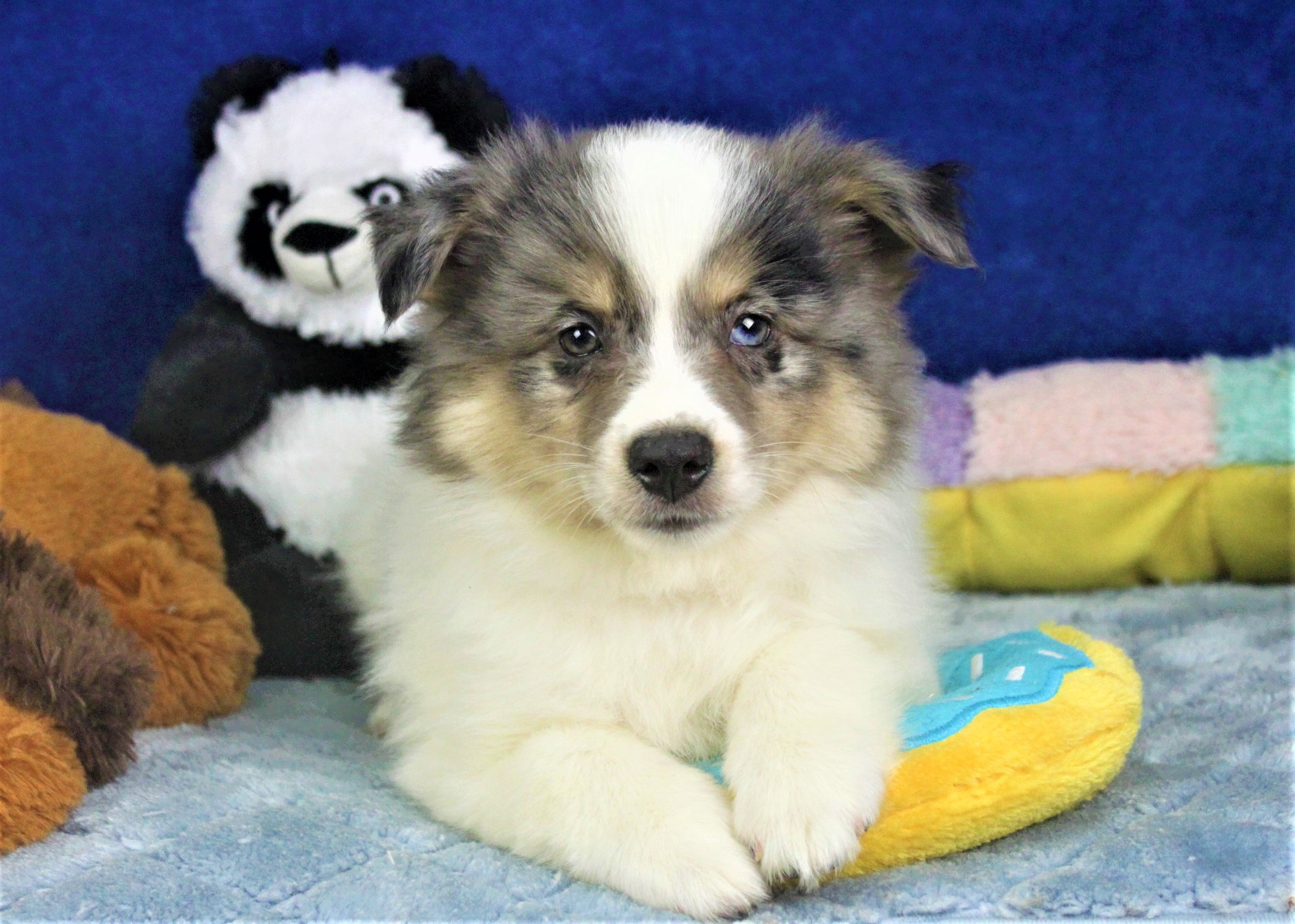 Aussie-Mo Puppies For Sale - Long Island Puppies