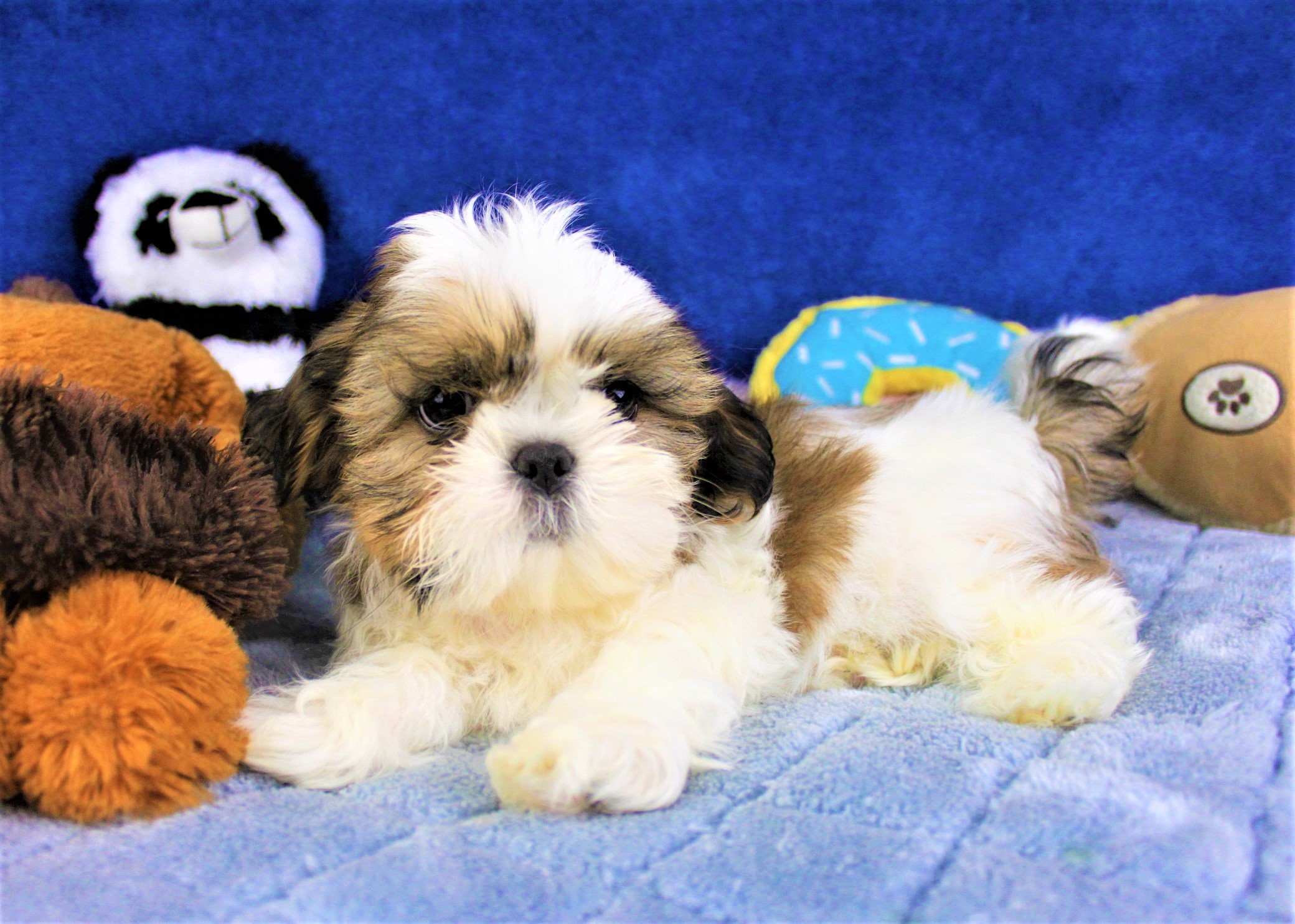 Shih Tzu For Sale California Craigslist - Shih Tzu Dog